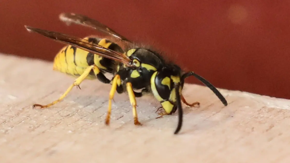 Hannover, Wespen Plage 2018 auf dem Maschseefest, Wespe, *** Hannover wasp plague 2018 on the Maschseefest wasp