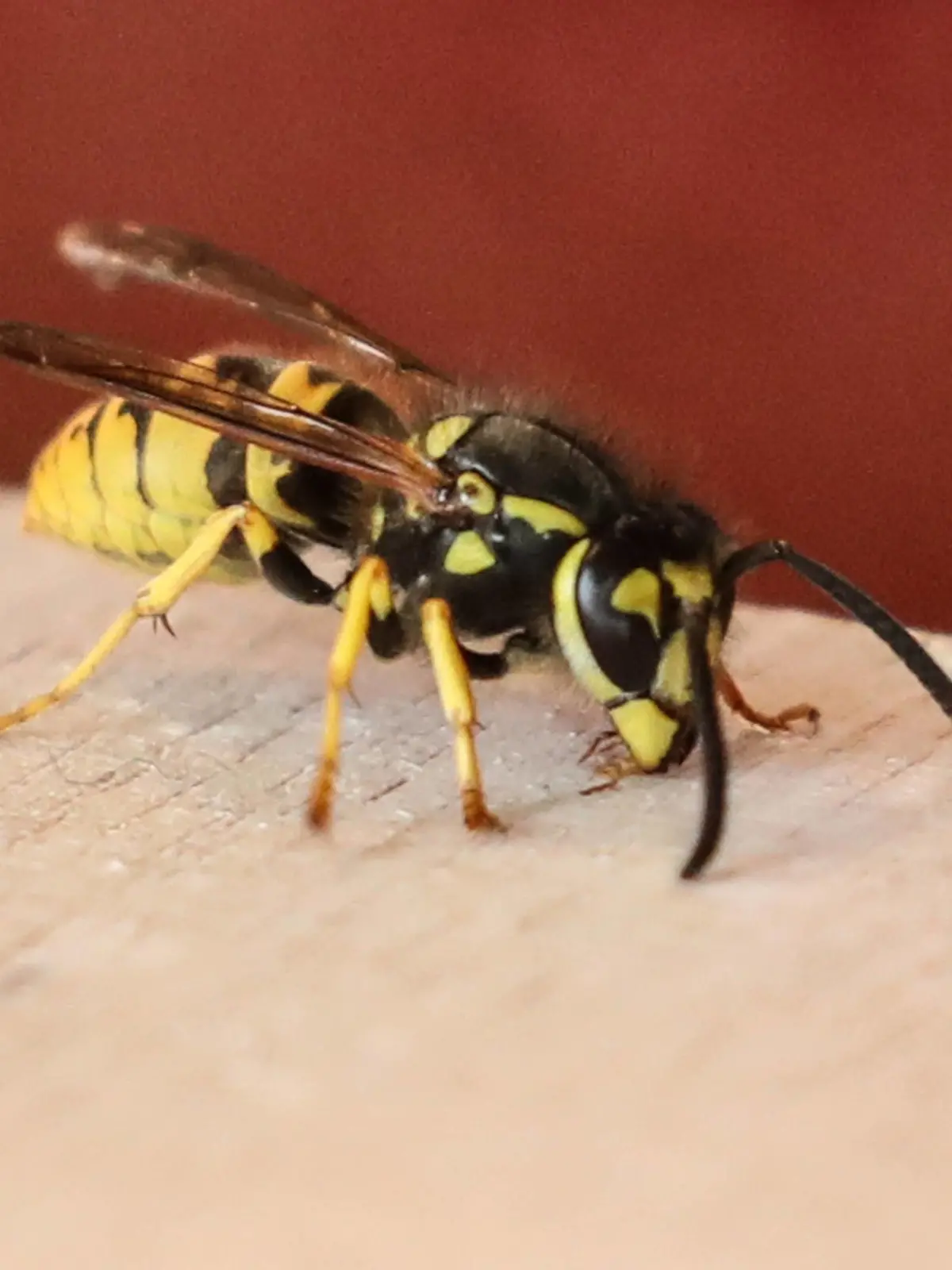  Hannover, Wespen Plage 2018 auf dem Maschseefest, Wespe, *** Hannover wasp plague 2018 on the Maschseefest wasp