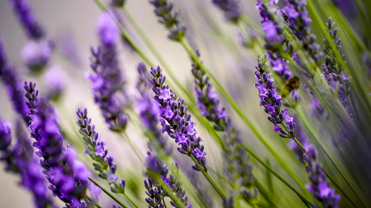 Lavendel