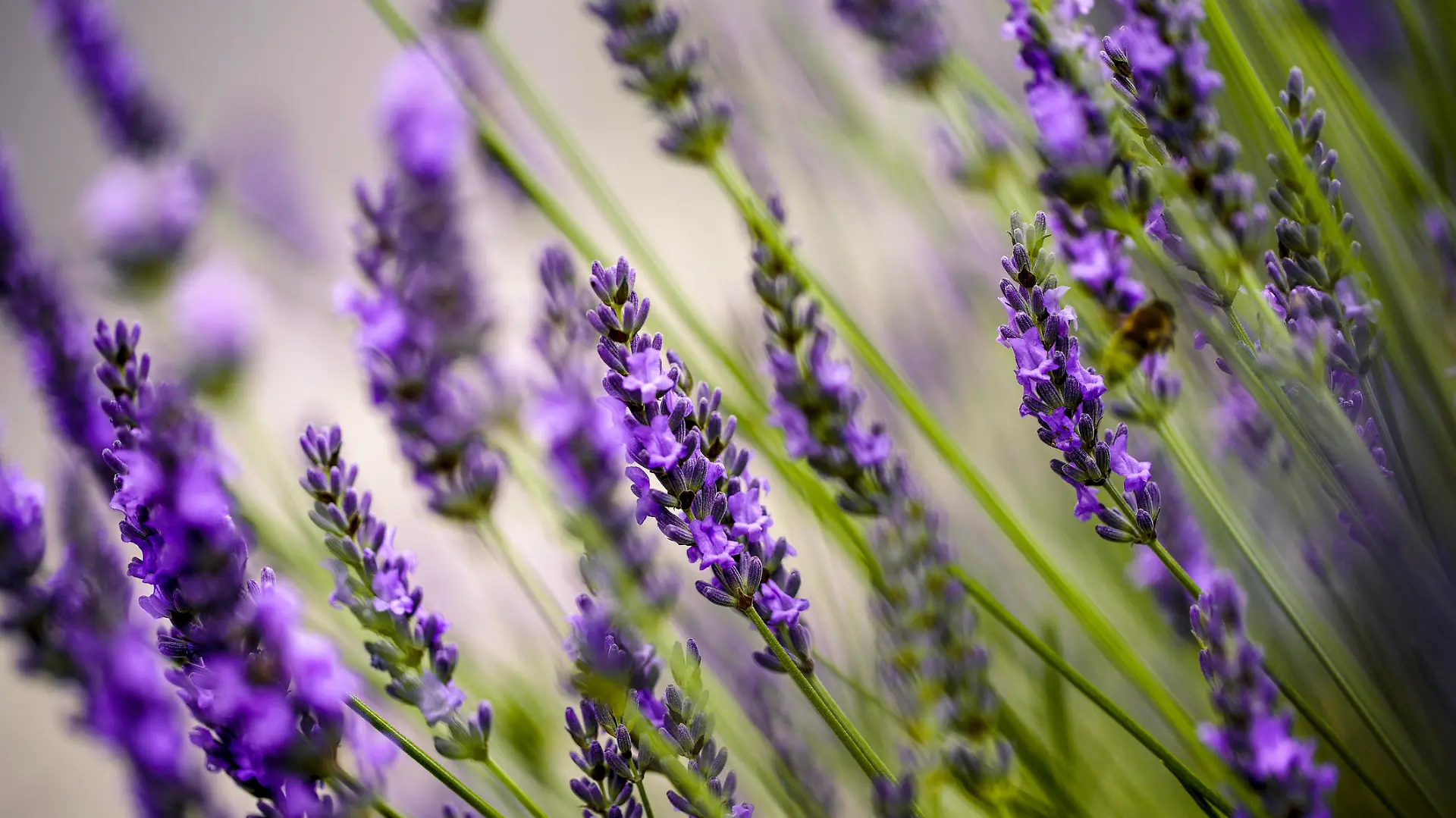 Lavendel