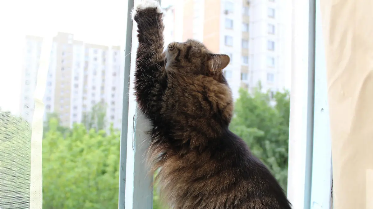 Gekippte Fenster können für Hauskatzen lebensgefährlich werden.