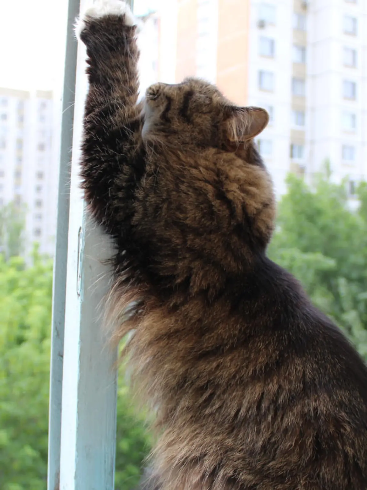 Gekippte Fenster können für Hauskatzen lebensgefährlich werden.