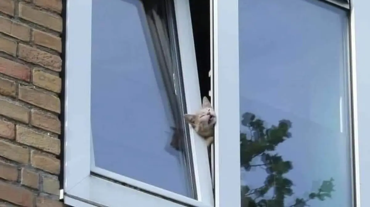 Eine Katze steckt mit ihrem Kopf in einem gekippten Fenster fest.
