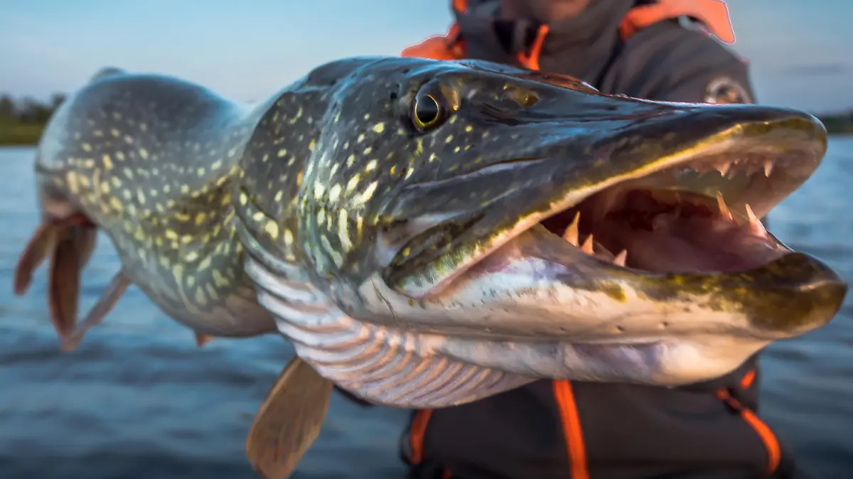 Matthias Emmrich vom Anglerverband Niedersachsen e.V. hält einen Hecht in der Hand
