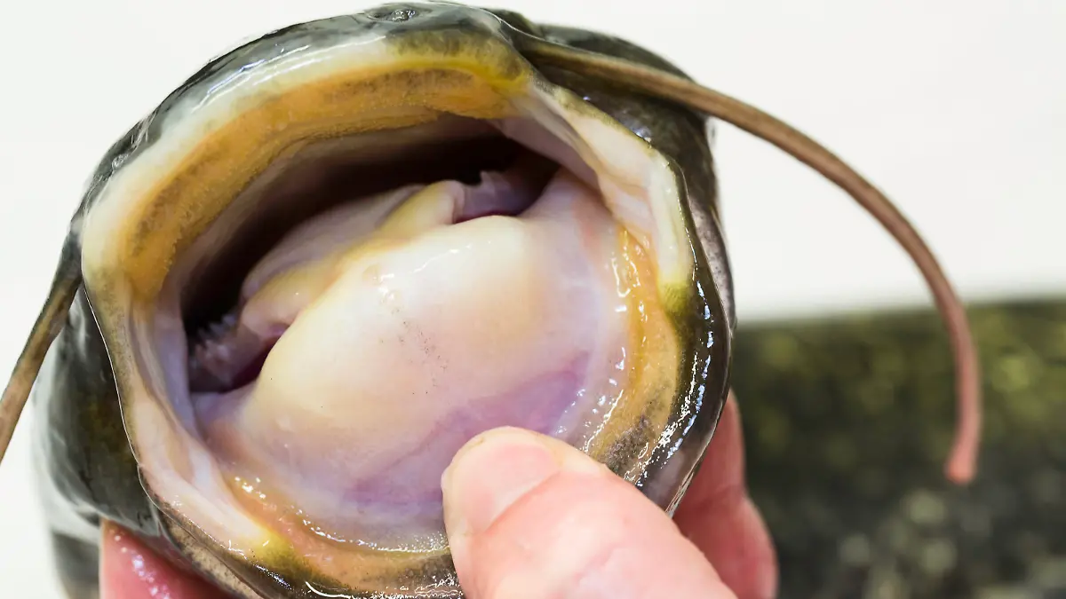 Einem europäischen Wels ins Maul geschaut