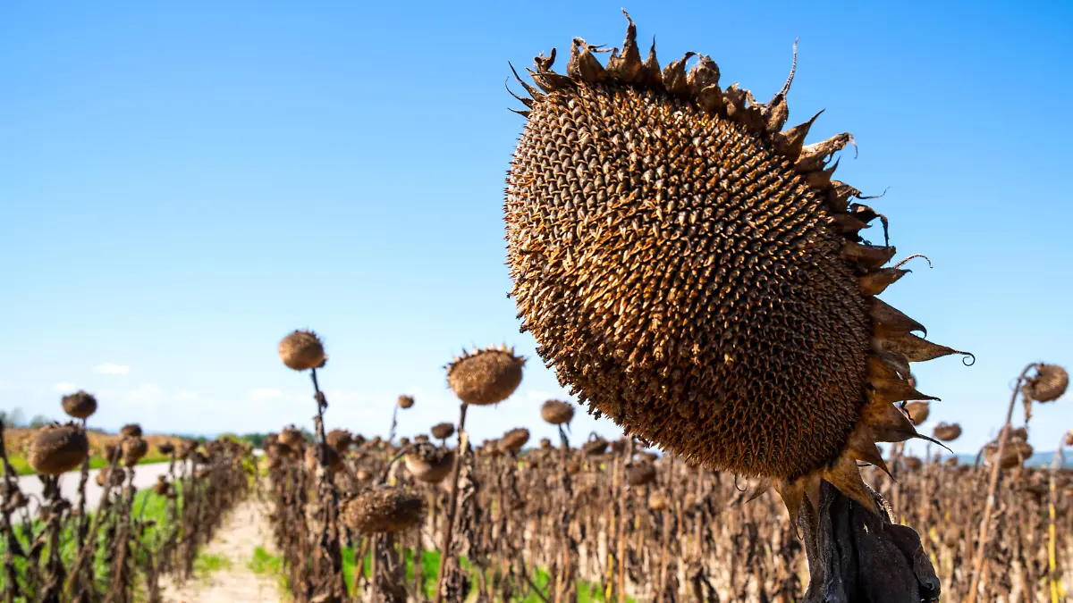 Vertrocknete Sonnenblume auf einem Feld.