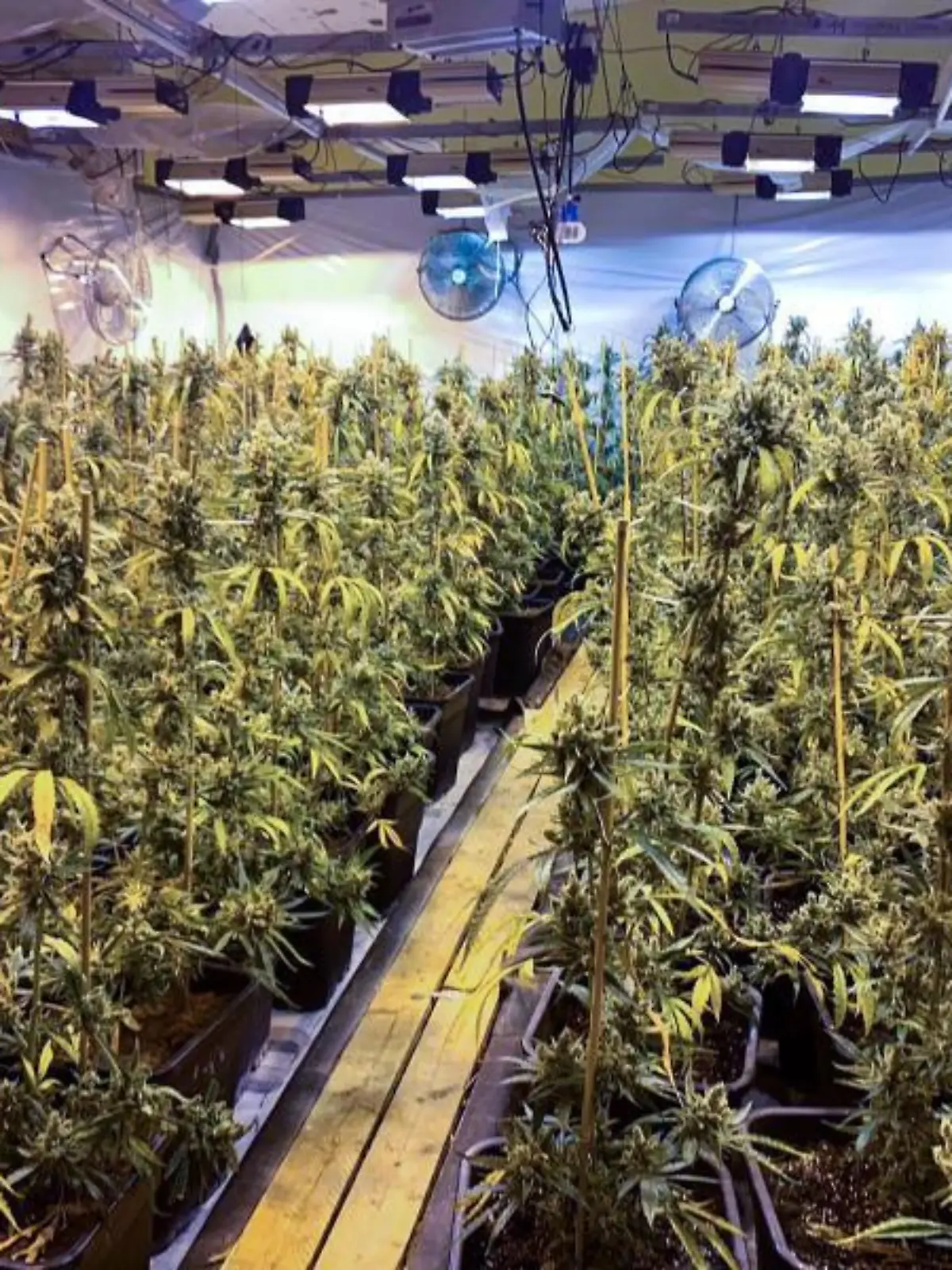 Cannabis-Plantage