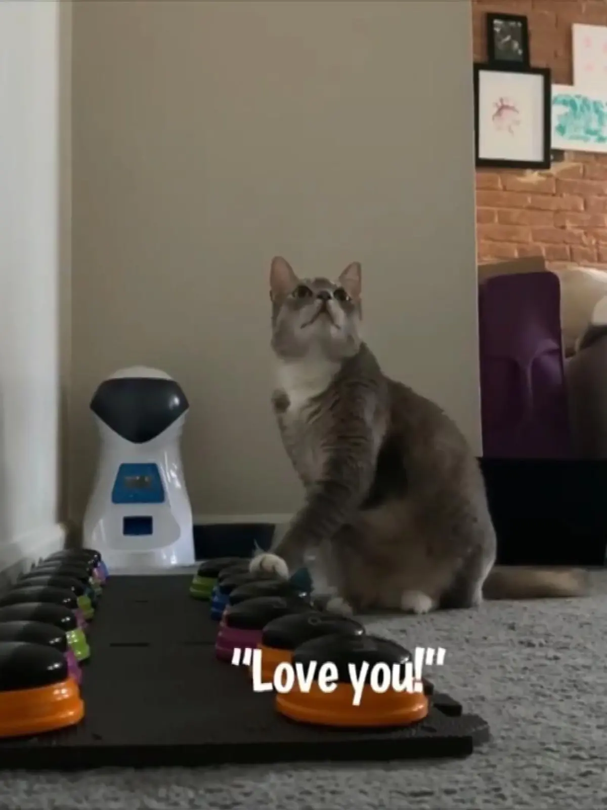 Kater Billi und Pudel-Mischling Bunny können angeblich mit ihren Besitzern reden - und die zuckersüßen Videos gehen auf TikTok und Instagram viral. Mithilfe von Soundknöpfen sagen die beiden Fellpfoten ihren Frauchen, wenn sie zum Beispiel Futter, Streicheleinheiten oder Freigang wollen. Doch nutzen Sie die Knöpfe wirklich ganz gezielt - oder doch nur zufällig? Wir haben eine Hundetrainerin gefragt.