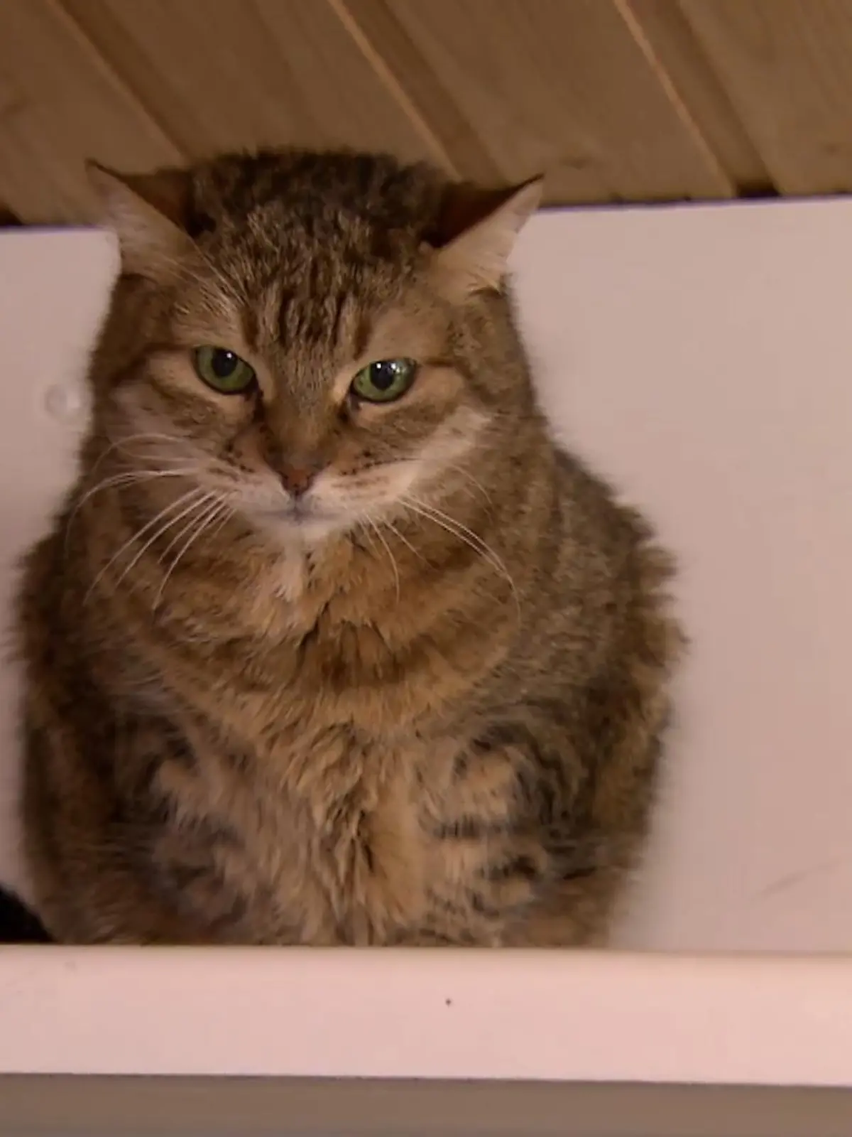 Im Rahmen der Aktion "Tierisches Glück" sucht Katzendame Mabel ein neues Zuhause. Die hübsche Samtpfote ist alles, aber kein Stubentiger – im Gegenteil! Mabel liebt ihre Freiheiten und genießt es dabei, um Haus und den Garten zu streunen. Ab und an freut sie sich aber dennoch über eine kurze Streichel- oder Spieleinheit, denn trotz ihrer freiheitsliebenden Art ist sie eine Zeitgenossin mit Charakter und Herz. Aktuell lebt Mabel im Tierheim Karlsruhe, in das sie umziehen muss, als ihre Halterin ins Pflegeheim kommt. Von dort aus sucht sie jetzt ein neues Zuhause, gar nicht so leicht für die eher scheue Mieze. Noch besser kennenlernen können Sie Mabel im Video.