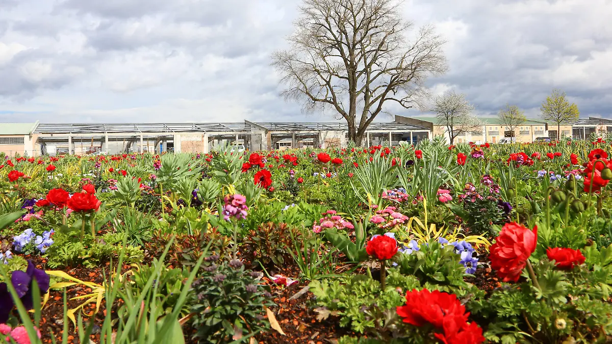 Eindrücke der BUGA23 Mannheim. 30MAR23 Bundesgartenschau 2023 BUGA23. Erste Eindrücke der Bundesgartenschau, die am 18.April 2023 in Mannheim die Tore öffnet. Klima, Umwelt, Energie und Nahrungssicherung sind die Leitthemen dieser rund 100 Hektar großen Gartenschau. Die BUGA 23 findet auf zwei Geländen statt, die mit einer Seilbahn verbunden sind. Konversionsfläche Spinelli. Hier wurde nach über 10 Jahren Planung und rund drei Jahren Bauzeit eine bisher nachhaltigste Bundesgartenschau in Mannheim geschaffen. , Mannheim Baden-Württemberg Deutschland *** Impressions of BUGA23 Mannheim 30MAR23 Federal Horticultural Show 2023 BUGA23 First impressions of the Federal Horticultural Show, which opens the gates on April 18, 2023 in M
