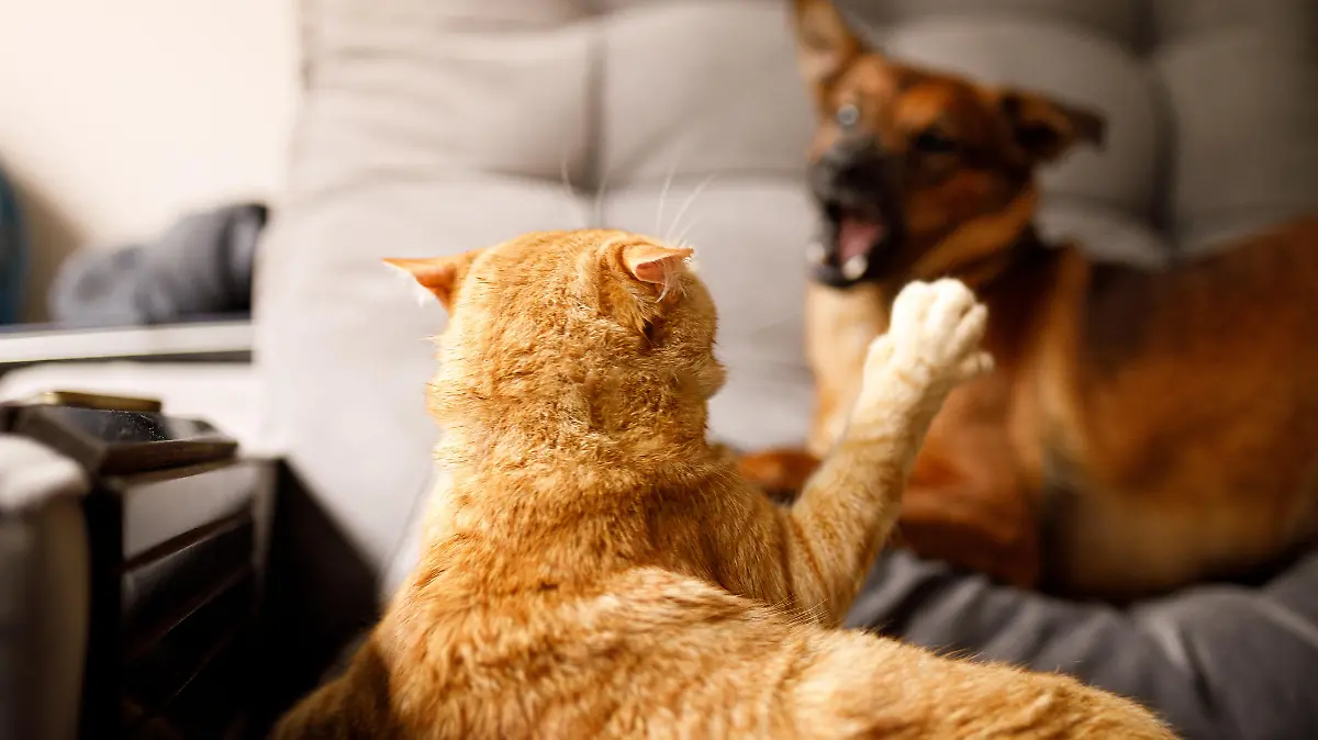 Hund und Katze streiten sich