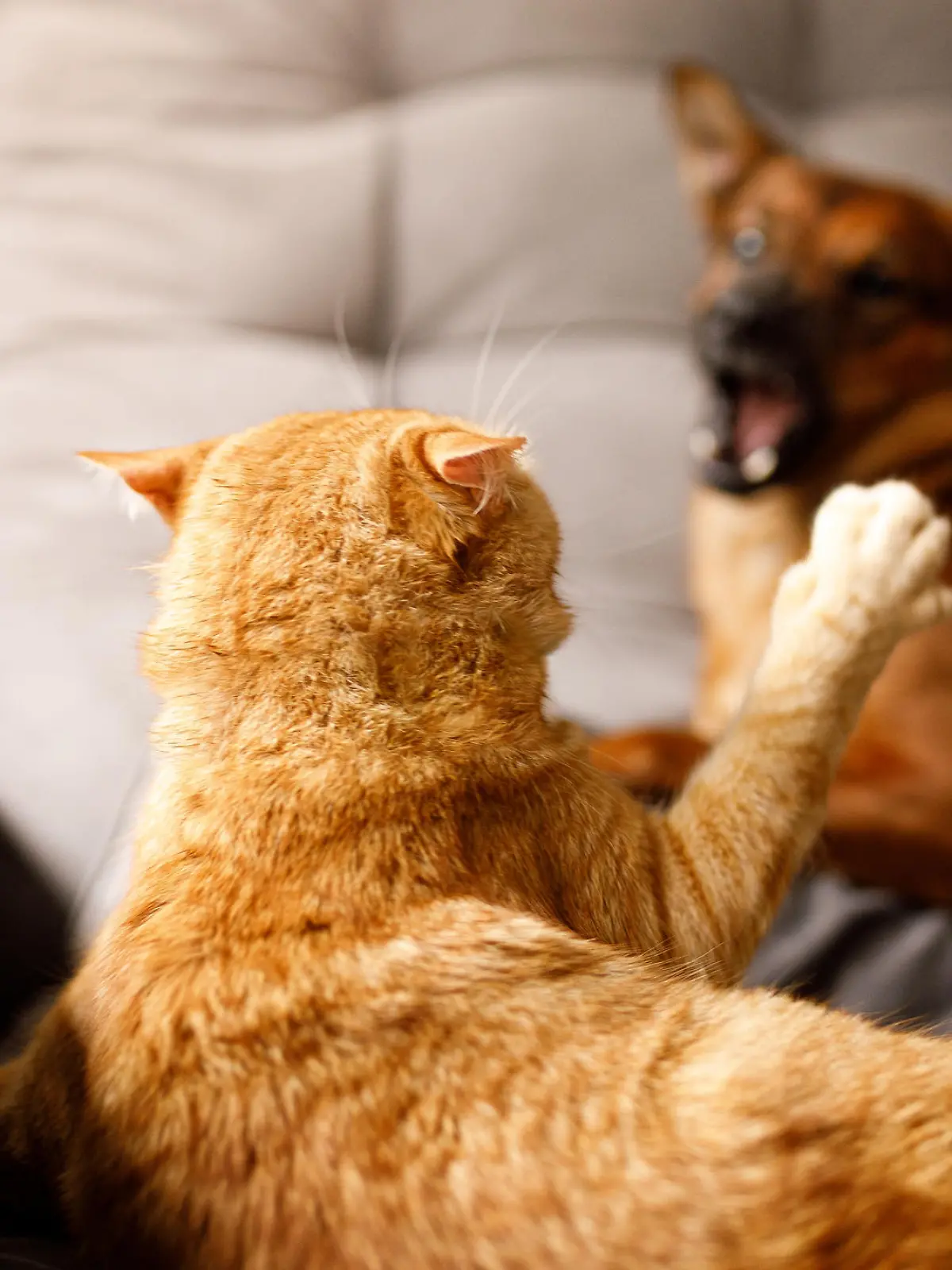 Hund und Katze streiten sich