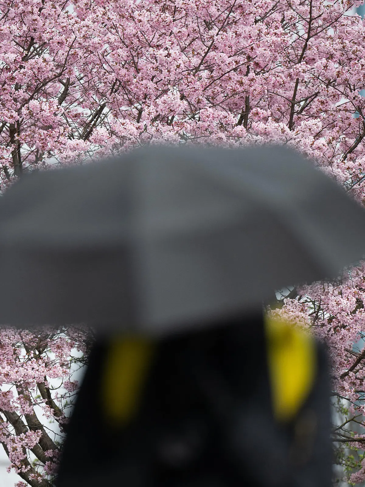 30.03.2023, Hessen, Frankfurt/Main: Ein Mann geht mit Regenschirm vor einem blühenden Kirschbaum vorbei. Foto: Sebastian Gollnow/dpa +++ dpa-Bildfunk +++