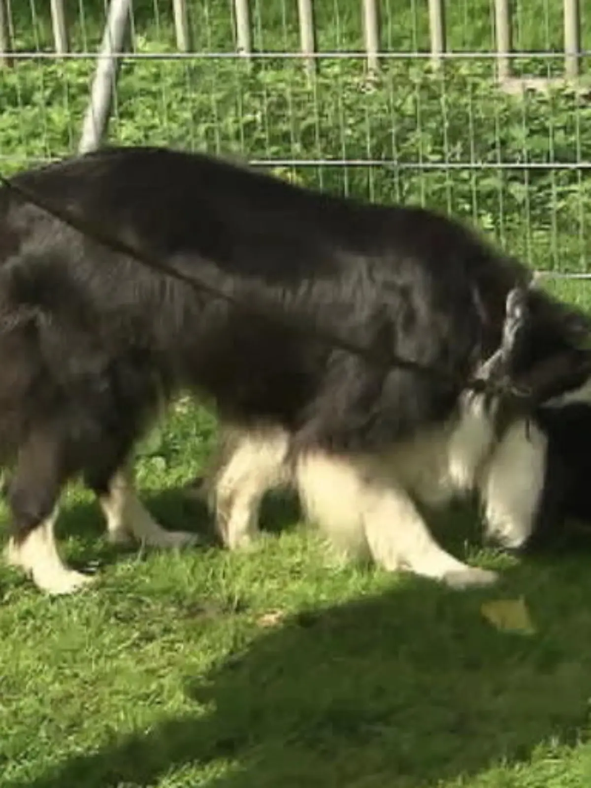 Bild zu: "SO gerät Ihr Hund nicht mehr an Giftköder"
