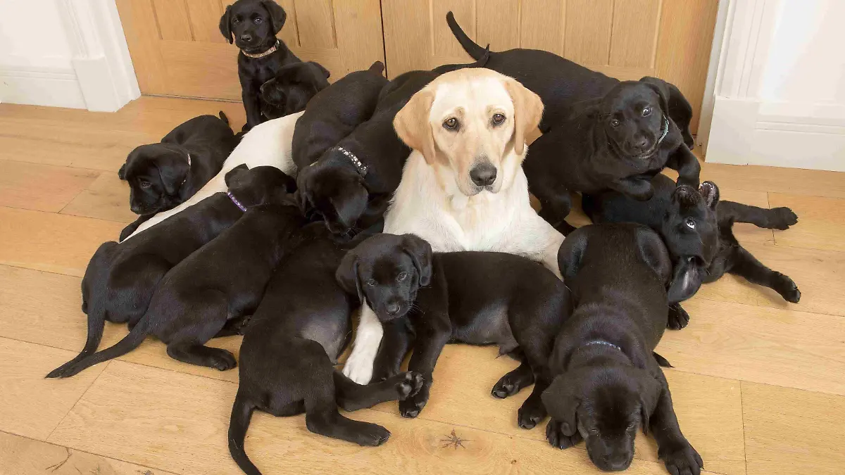 Lucy the golden retriver gives birth to 13 black puppies