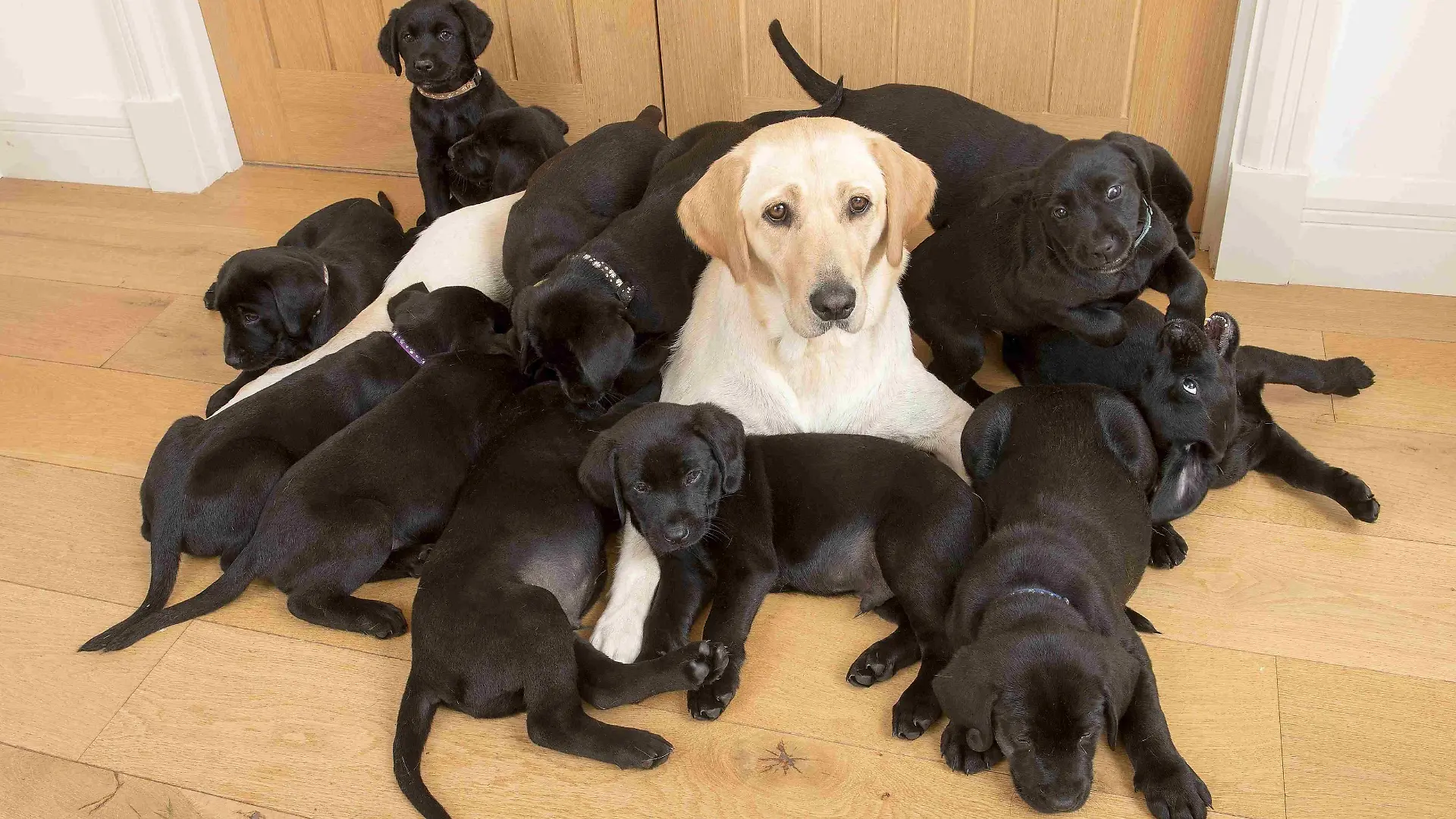 Lucy the golden retriver gives birth to 13 black puppies