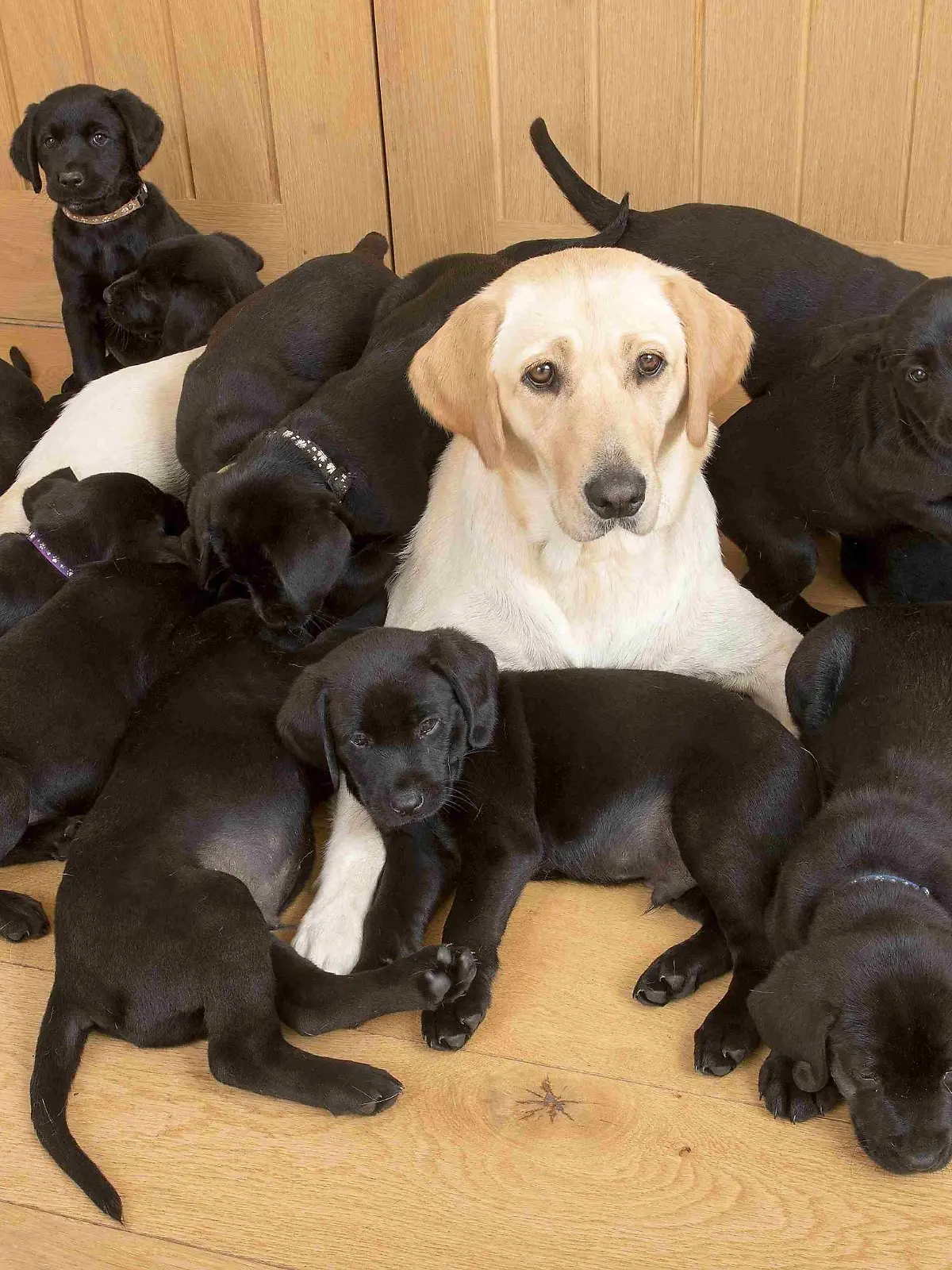 Lucy the golden retriver gives birth to 13 black puppies