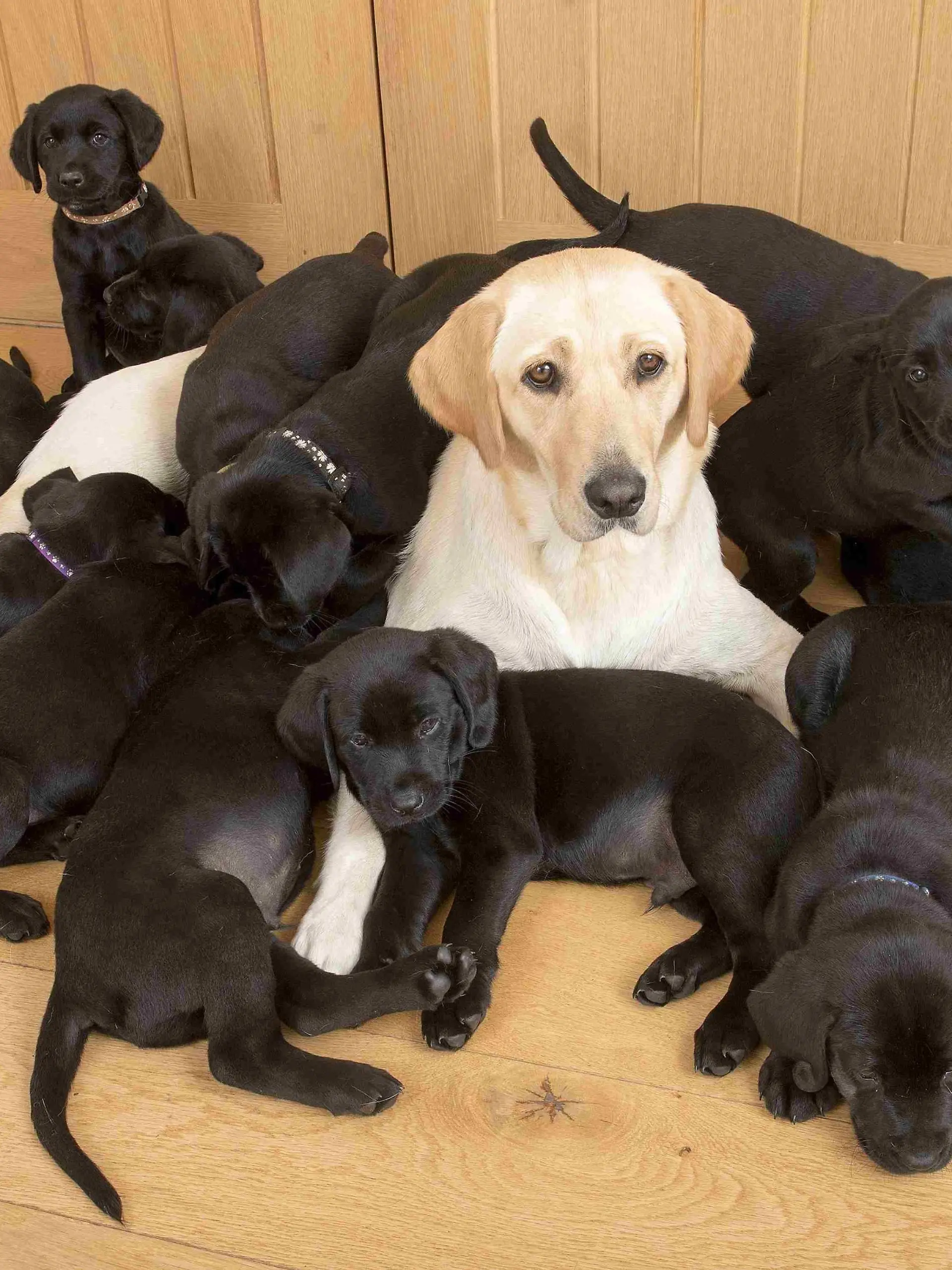 Lucy the golden retriver gives birth to 13 black puppies