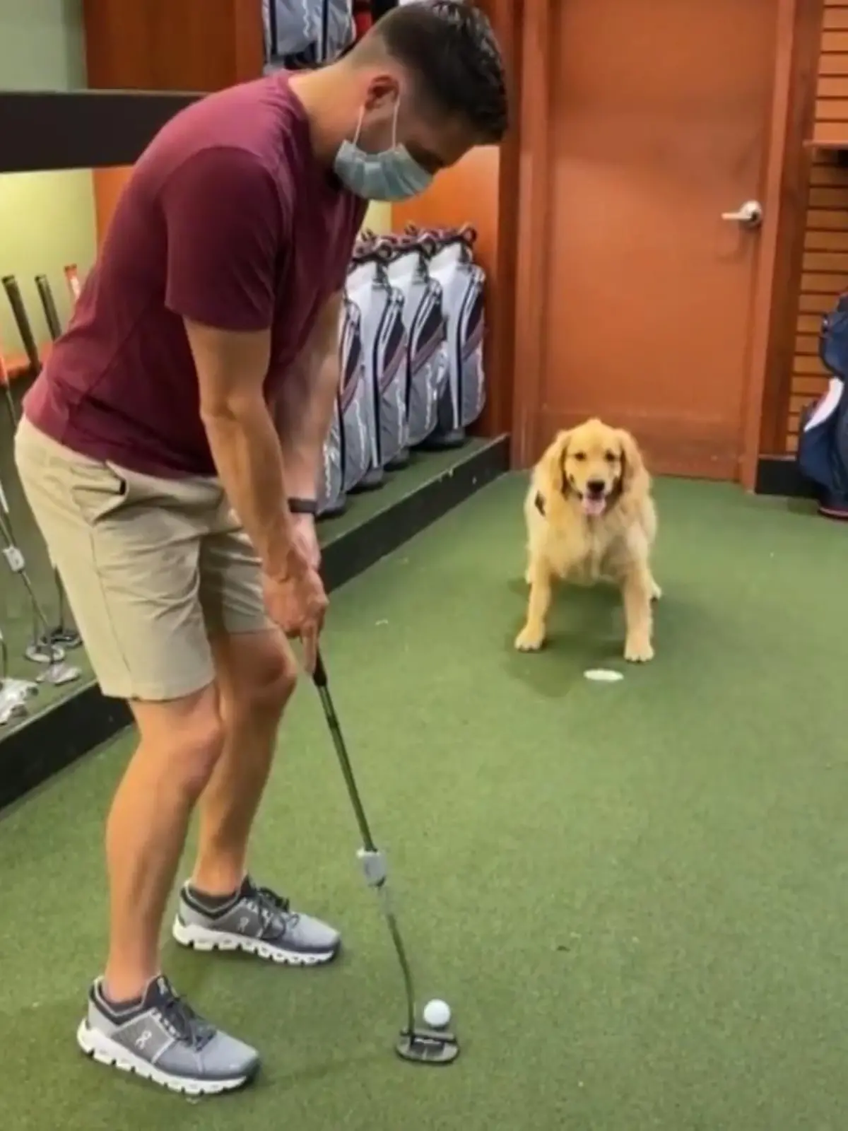 Bild zu: "Golden-Retriever-Dame ist ein echtes Golf-Ass"