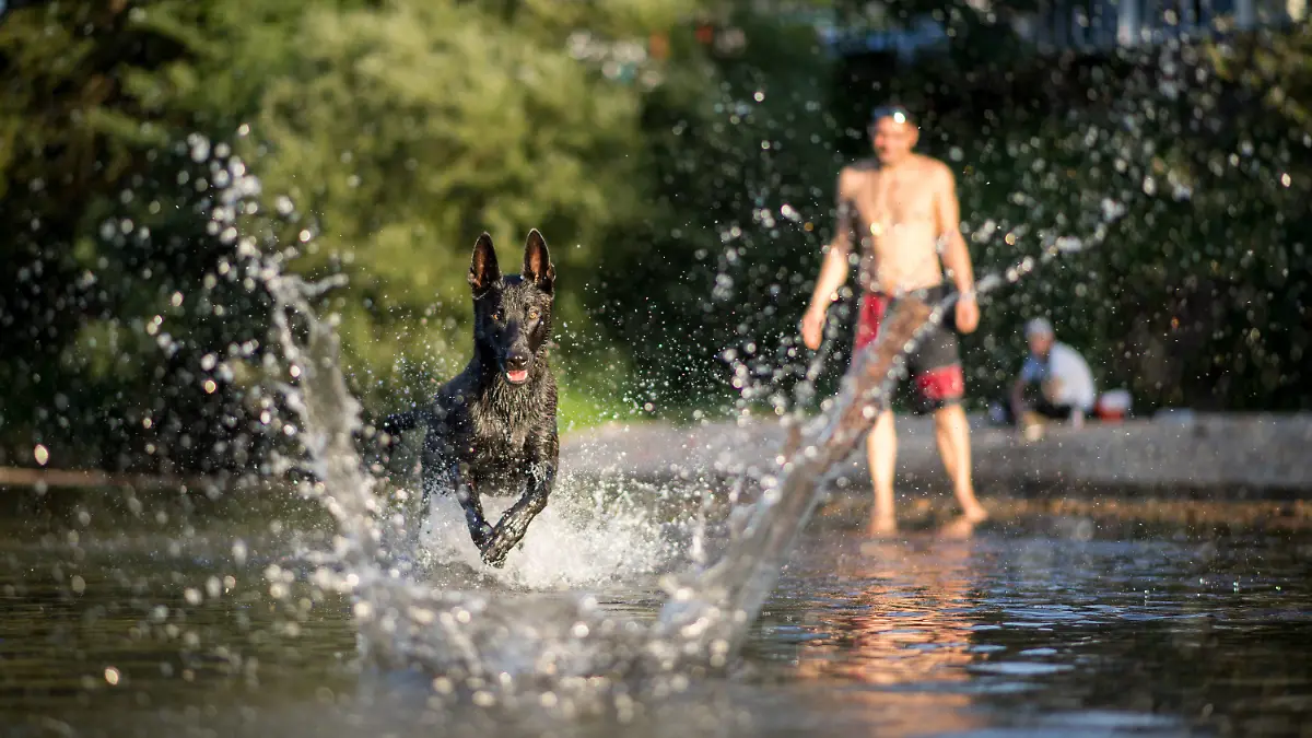 "Cali Agent", ein Hund der Rasse X-Herder, rennt am 23.08.2017 in Tübingen (Baden-Württemberg) nach einem Stock, der ins Wasser geworfen wurde. Foto: Sebastian Gollnow/dpa +++(c) dpa - Bildfunk+++