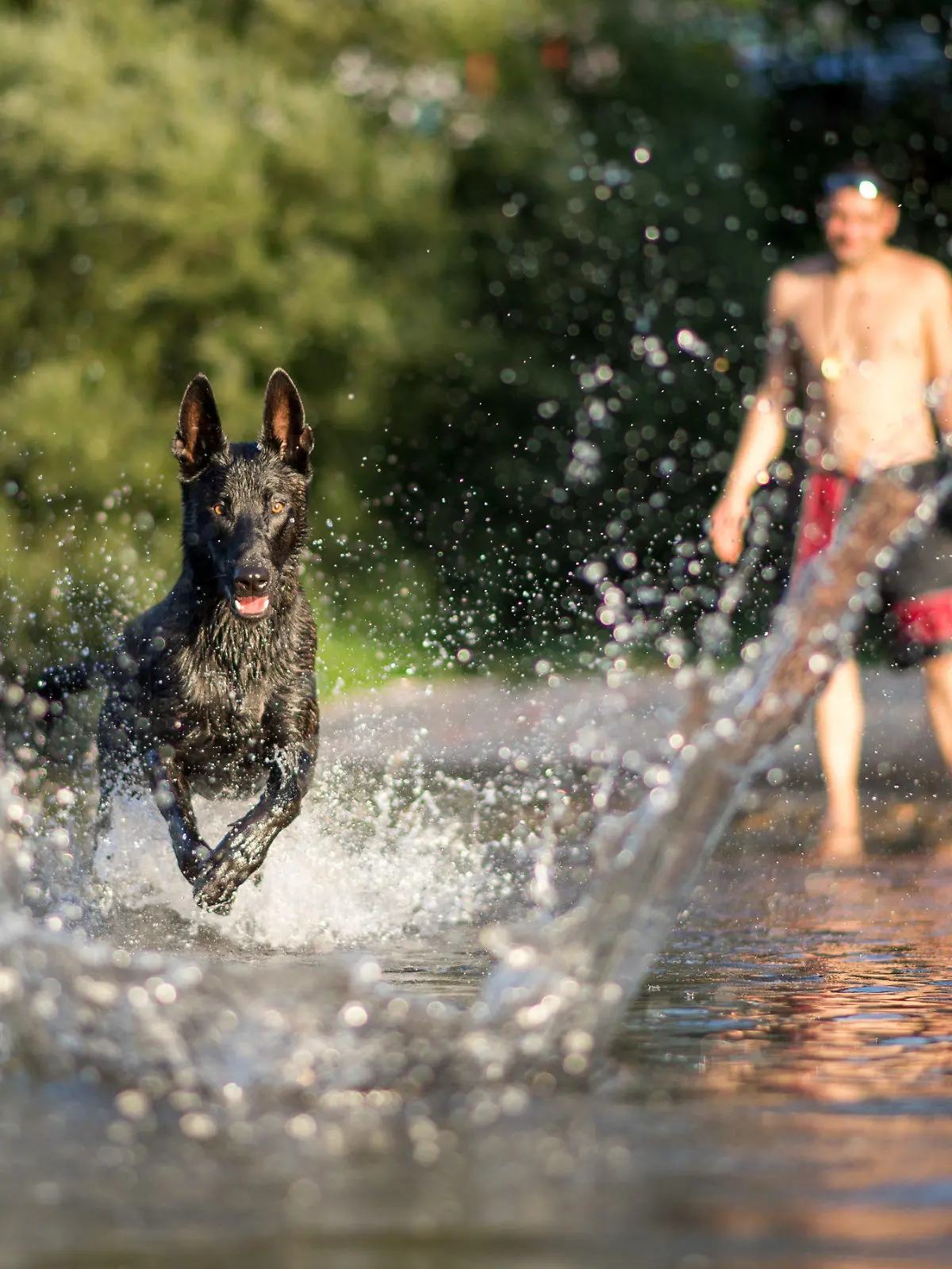 "Cali Agent", ein Hund der Rasse X-Herder, rennt am 23.08.2017 in Tübingen (Baden-Württemberg) nach einem Stock, der ins Wasser geworfen wurde. Foto: Sebastian Gollnow/dpa +++(c) dpa - Bildfunk+++