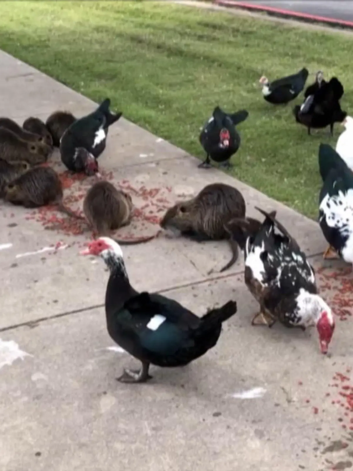 Sie sind fast so groß wie Gänse, erinnern optisch an Biber – doch bei den sanften Fellnasen handelt es sich um fiese Nager! Mit großen, flachen Schwänzen und orangefarbenen Zähnen treiben sich riesige Sumpfratten im Krauss Baker Park in Forth Worth rum. Doch die Ratteninvasion im US-Bundesstaat Texas liegt Biologen zufolge nicht an der Hinterhältigkeit, die Ratten oft nachgesagt wird, sondern hat eine menschliche Ursache.