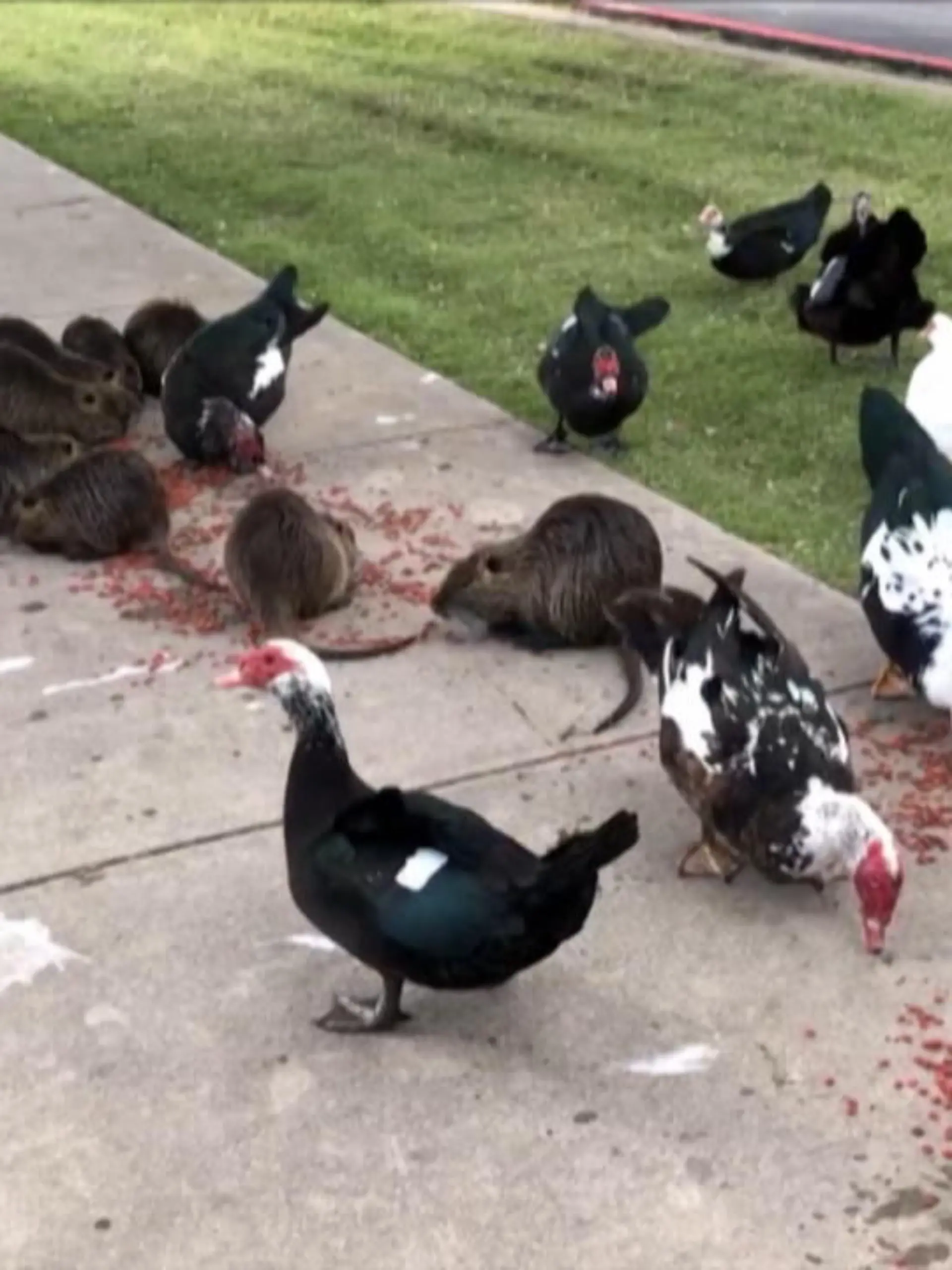 Sie sind fast so groß wie Gänse, erinnern optisch an Biber – doch bei den sanften Fellnasen handelt es sich um fiese Nager! Mit großen, flachen Schwänzen und orangefarbenen Zähnen treiben sich riesige Sumpfratten im Krauss Baker Park in Forth Worth rum. Doch die Ratteninvasion im US-Bundesstaat Texas liegt Biologen zufolge nicht an der Hinterhältigkeit, die Ratten oft nachgesagt wird, sondern hat eine menschliche Ursache.