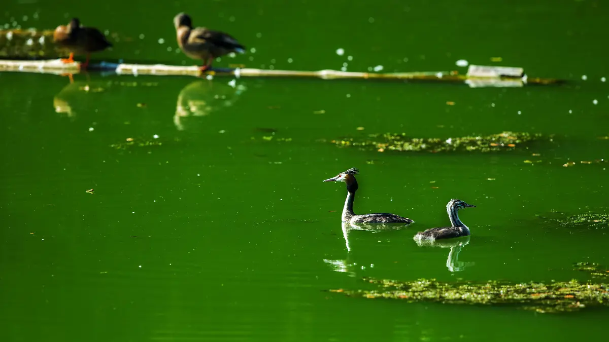 Das Wasser des Prüßsees ist am 05.08.2015 in Güster (Schleswig-Holstein) von Blaualgen eingetrübt. Mit den gestiegenen Wassertemperaturen trüben zunehmend Blaualgen und Saugwürmer das Badevergnügen in Binnenseen. Auf die Massenvermehrungen von Blaualgen im Prüßsee wies der Kreis Herzogtum Lauenburg hin. Foto: Jens Büttner/dpa +++(c) dpa - Bildfunk+++