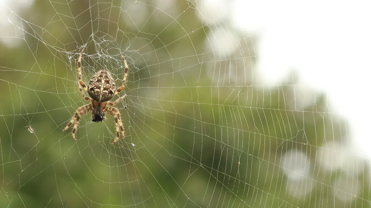Sind die Netze der heimischen Kreuzspinne giftig?