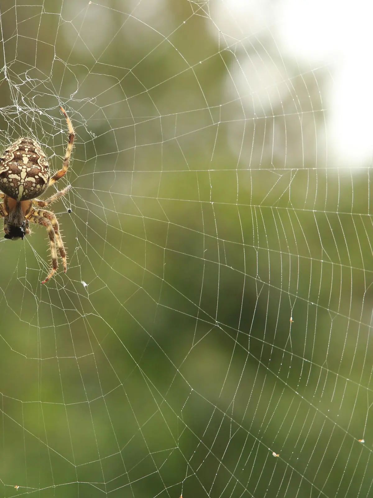 Sind die Netze der heimischen Kreuzspinne giftig?