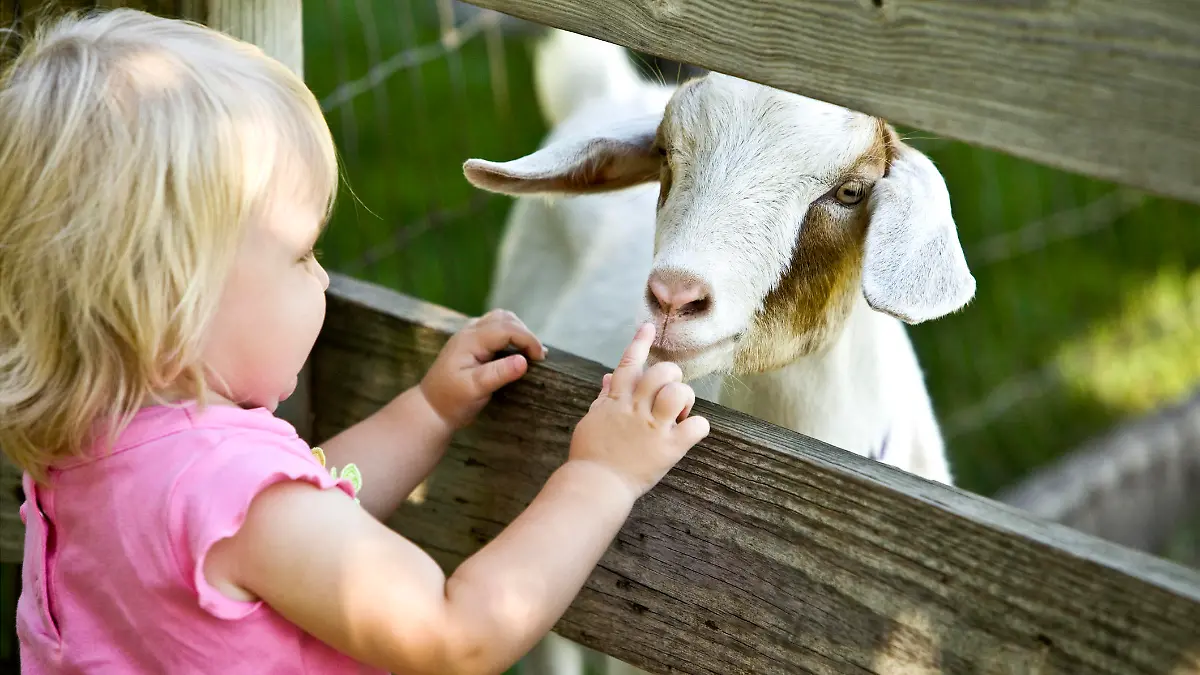 Kind im Streichelzoo
