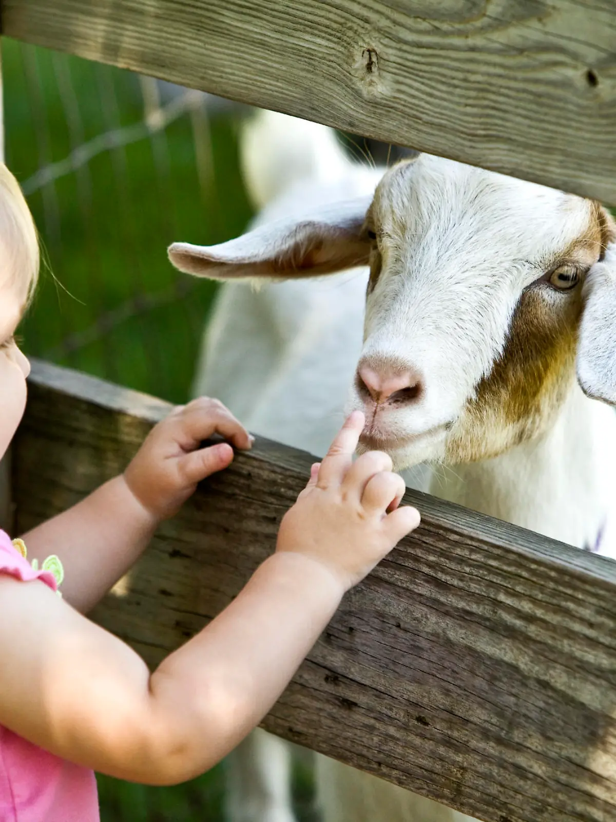 Kind im Streichelzoo