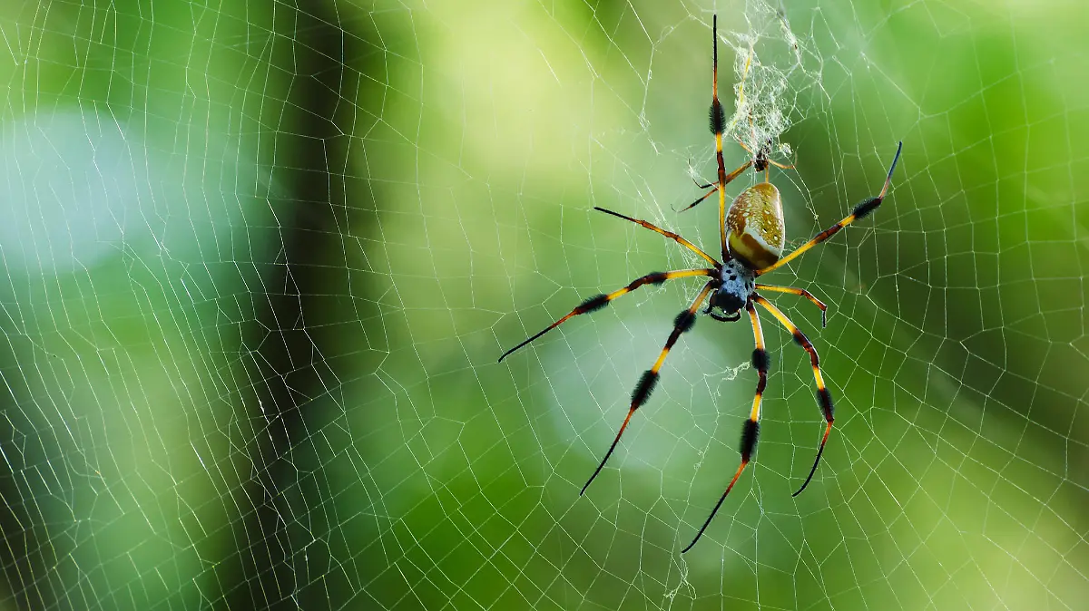 Die Goldene Seidenspinne ist in Nord- und Südamerika heimisch.