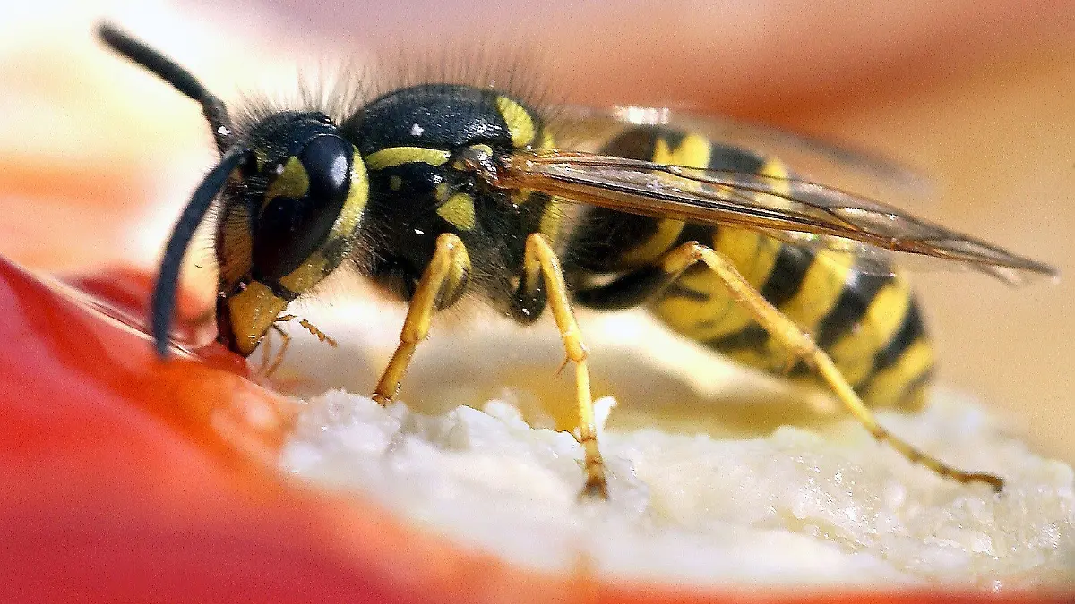 ARCHIV - Eine Wespe nascht am 03.08.2004 in BerlinErdbeerkonfitüre auf einem Brötchen. Foto: Peer Grimm dpa (zu dpa "Kupfermünzen schrecken Wespen nicht ab" vom 30.07.2015) +++(c) dpa - Bildfunk+++