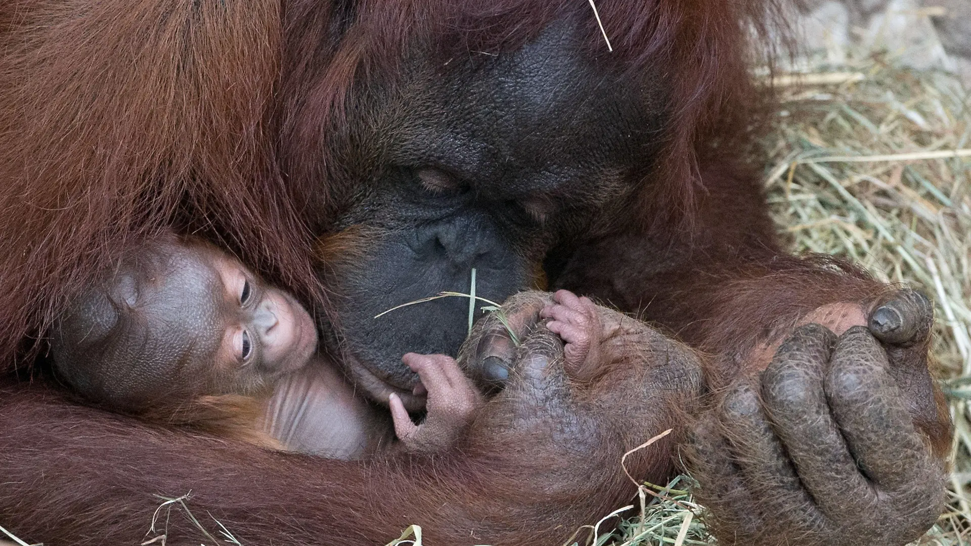 Das 35 Jahre alte Orang-Utan Weibchen Nonja hält am 15.05.2013 im Allwetterzoo in Münster (Nordrhein-Westfalen) ihr Junges im Arm. Völlig unerwartet hatte Nonja am 8. Mai Nachwuchs bekommen. Ihre letzte Schwangerschaft war im Jahr 1996. Foto: Friso Gentsch/dpa +++(c) dpa - Bildfunk+++