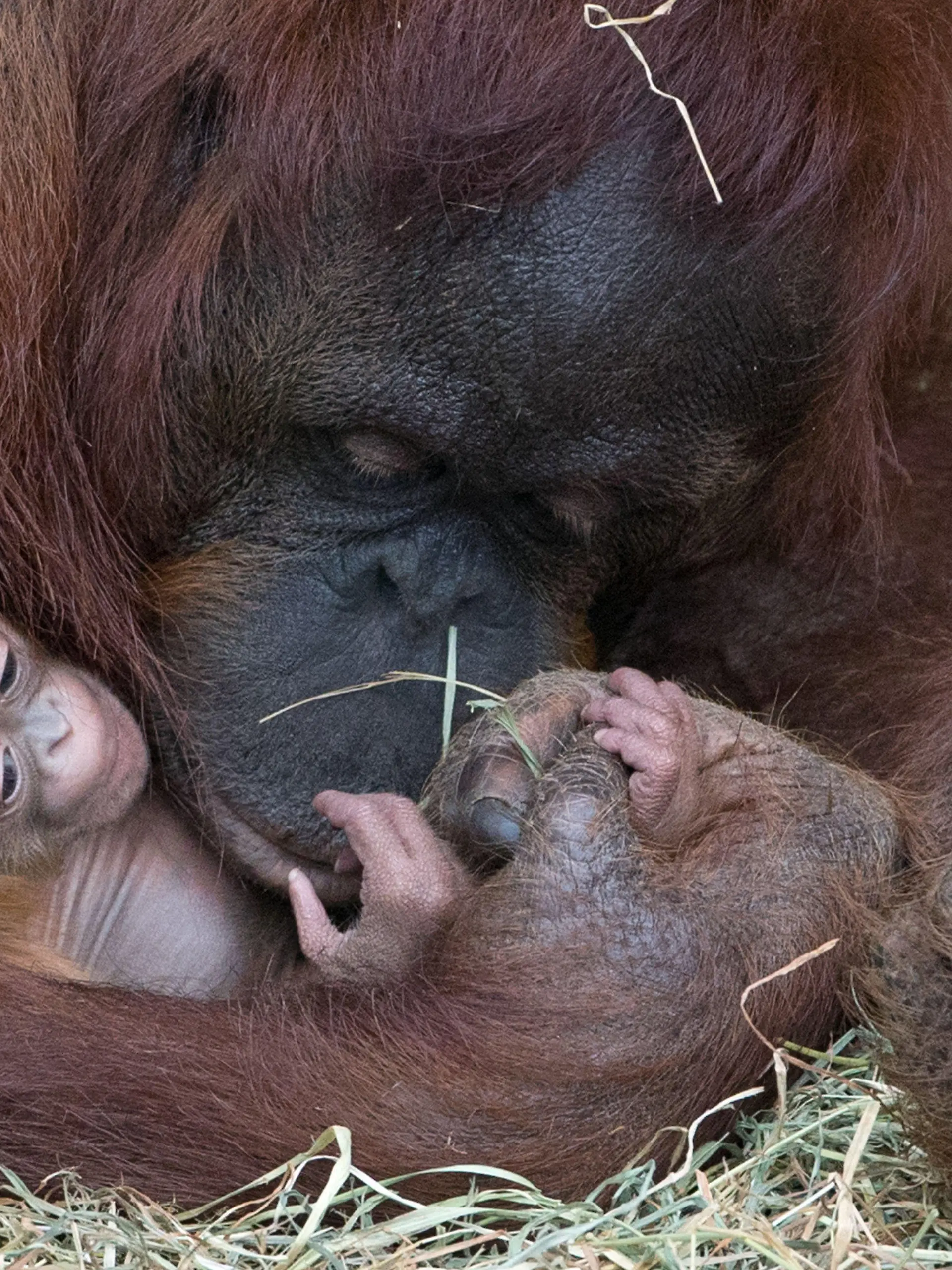 Das 35 Jahre alte Orang-Utan Weibchen Nonja hält am 15.05.2013 im Allwetterzoo in Münster (Nordrhein-Westfalen) ihr Junges im Arm. Völlig unerwartet hatte Nonja am 8. Mai Nachwuchs bekommen. Ihre letzte Schwangerschaft war im Jahr 1996. Foto: Friso Gentsch/dpa +++(c) dpa - Bildfunk+++