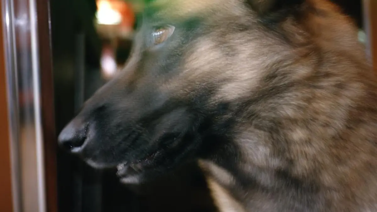 Ein Deutscher Schäferhund.