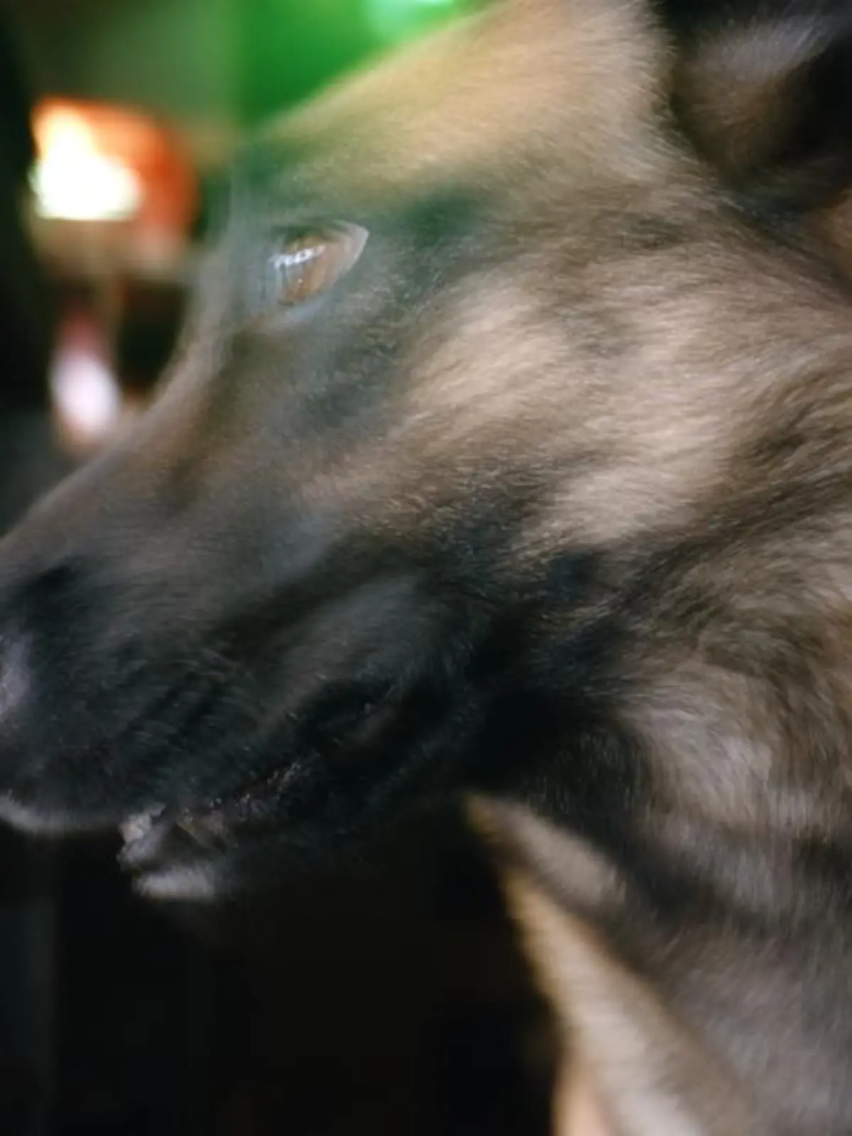 Ein Deutscher Schäferhund.