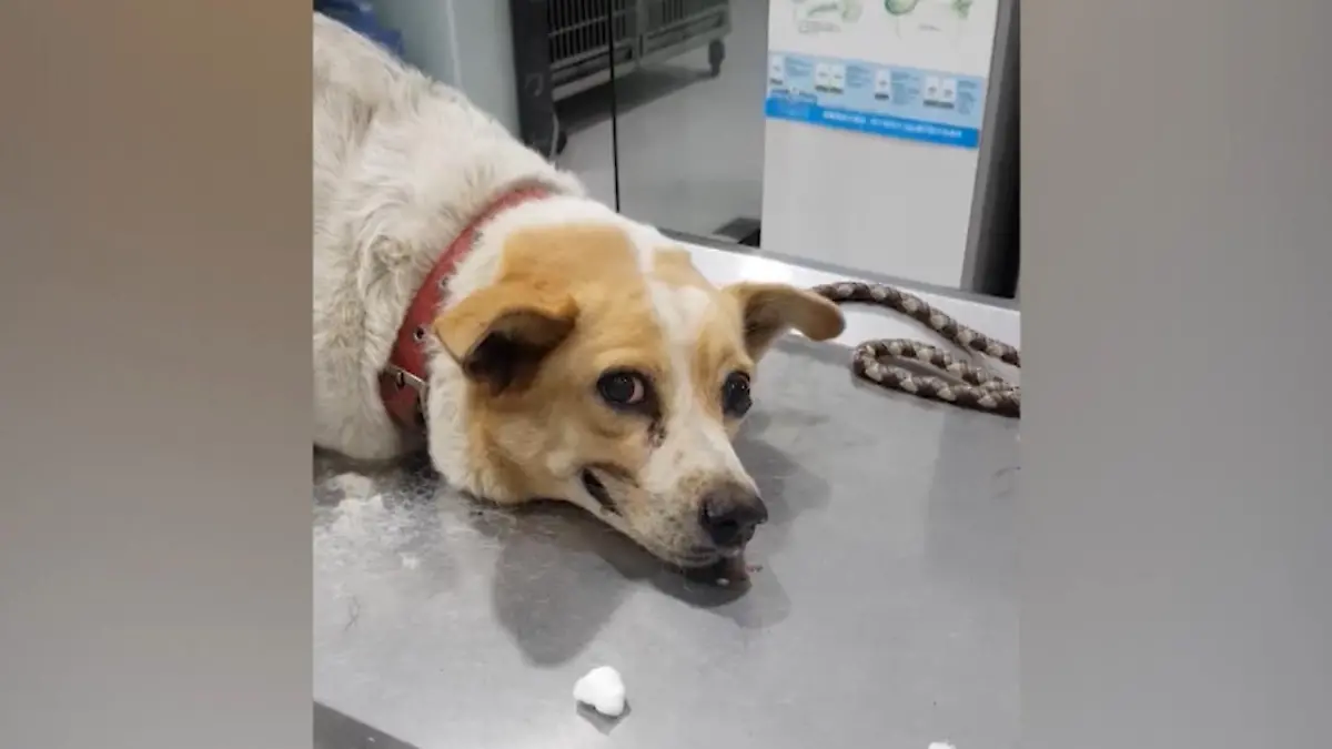 Tiere auf "Drogen" Ist dieser Hund etwa high?