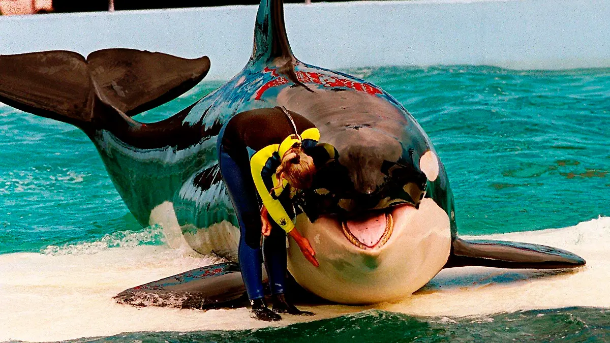FILE - Trainer Marcia Hinton pets Lolita, a captive orca whale, during a performance at the Miami Seaquarium in Miami, March 9, 1995. An unlikely coalition made up of a theme park owner, an animal rights group, a mayor and a philanthropist who owns an NFL team announced Thursday, March 30, 2023, that a plan is in place to return Lolita — an orca that has lived in captivity at the Miami Seaquarium for more than 50 years — to its home waters in the Pacific Northwest. (Nuri Vallbona/Miami Herald via AP, File)