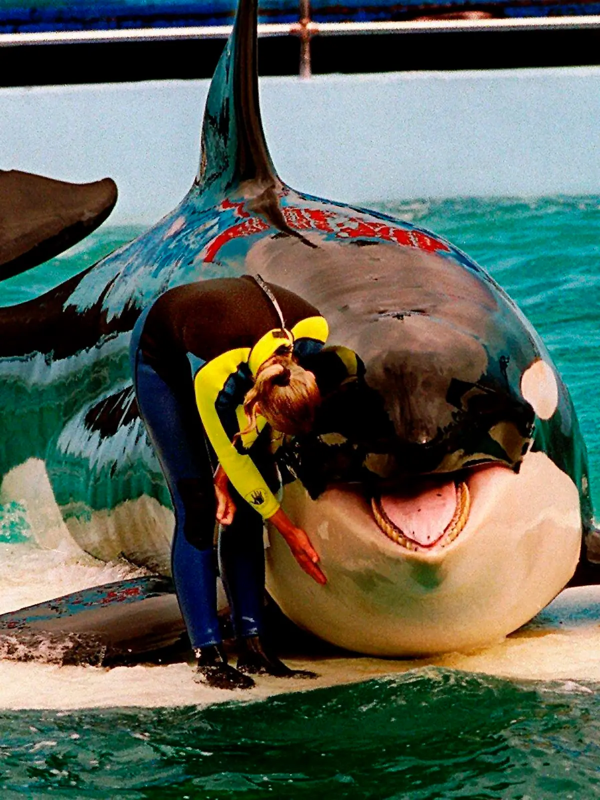 FILE - Trainer Marcia Hinton pets Lolita, a captive orca whale, during a performance at the Miami Seaquarium in Miami, March 9, 1995. An unlikely coalition made up of a theme park owner, an animal rights group, a mayor and a philanthropist who owns an NFL team announced Thursday, March 30, 2023, that a plan is in place to return Lolita — an orca that has lived in captivity at the Miami Seaquarium for more than 50 years — to its home waters in the Pacific Northwest. (Nuri Vallbona/Miami Herald via AP, File)