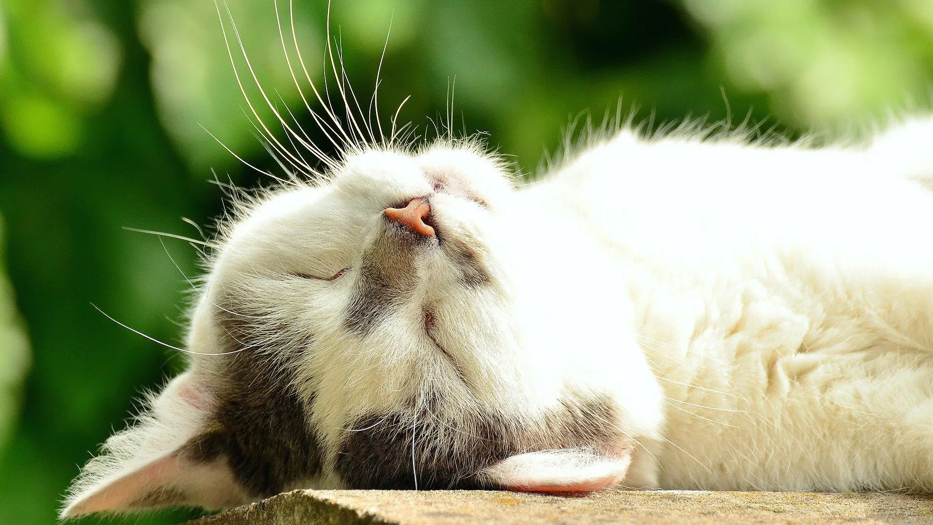 Katze sonnt sich