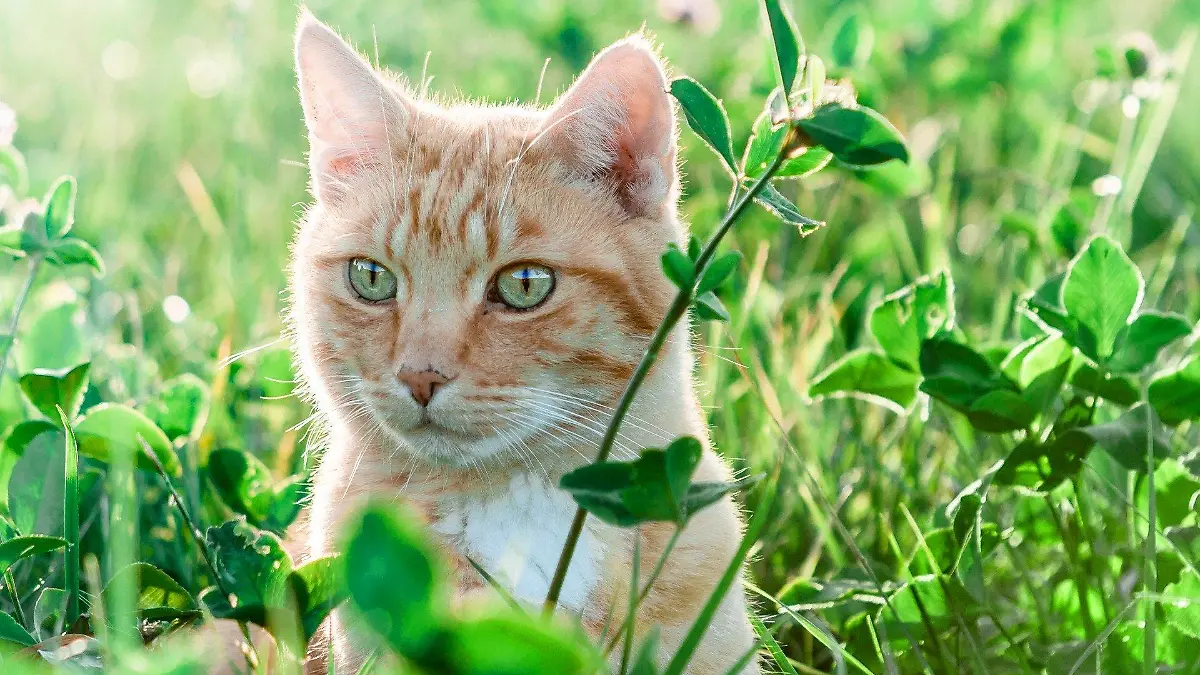 Katze sitzt im Gras