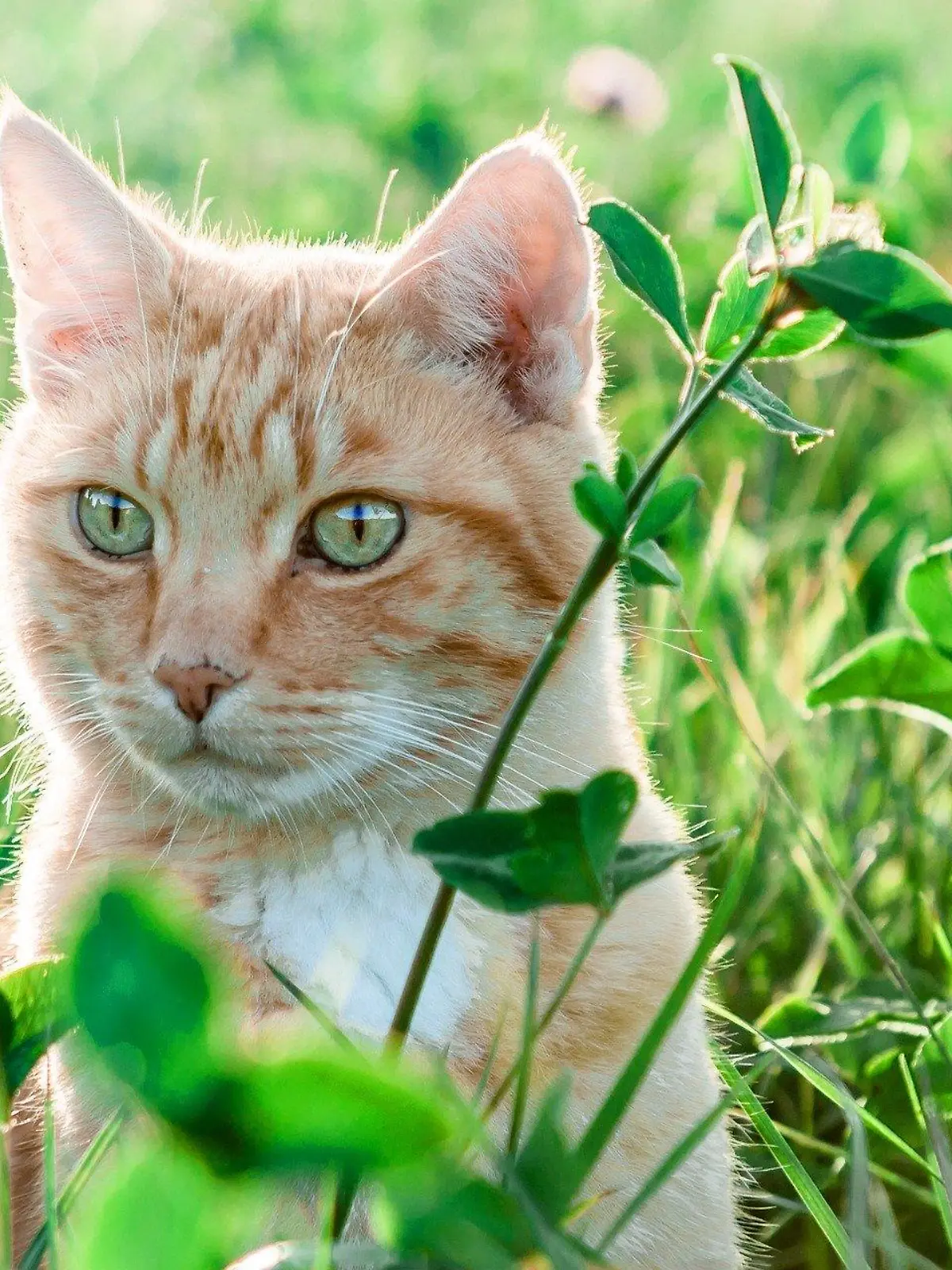 Katze sitzt im Gras