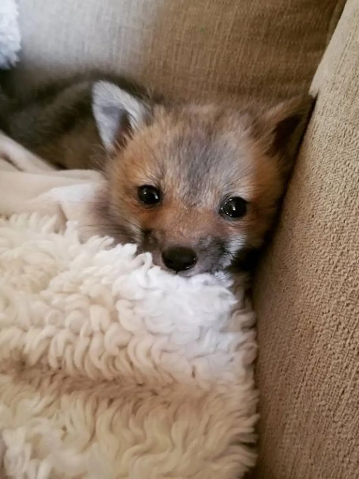 Fuchs "Flash" wurde eingeschläfert