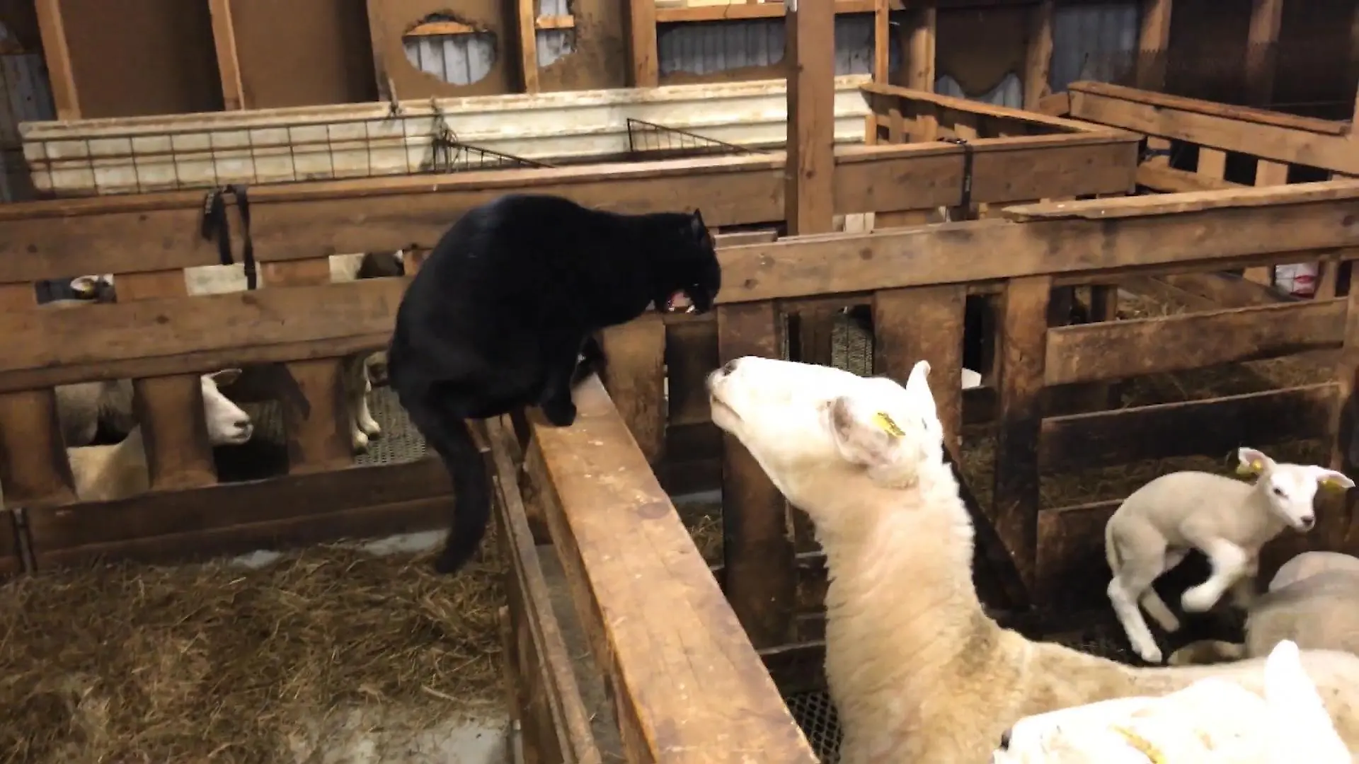 So lustig rächen sich Tiere an anderen Vierbeinern Nicht mit mir!