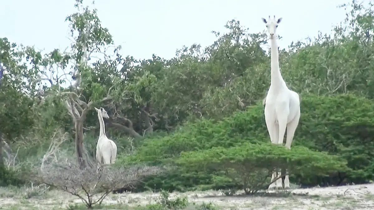 HANDOUT - 14.09.2017, Kenia, Ishaqbini Hirola: Eine seltene weiße Giraffe und ihr Kalb stehen im Wildtierreservat (Videostandbild). Die Giraffenmutter und ihr Junges sind mutmaßlich von Wilderern getötet worden. Die Skelette der zwei Tiere seien am 10.03.2020 in Wildtierreservat Ishaqbini Hirola im Osten des Landes im Bezirk Garissa gefunden worden, sagte der Leiter des Reservats. (Bestmögliche Qualität) Foto: Hirola Conservation/Caters News Agency/dpa - ACHTUNG: Nur zur redaktionellen Verwendung im Zusammenhang mit der aktuellen Berichterstattung und nur mit vollständiger Nennung des vorstehenden Credits +++ dpa-Bildfunk +++