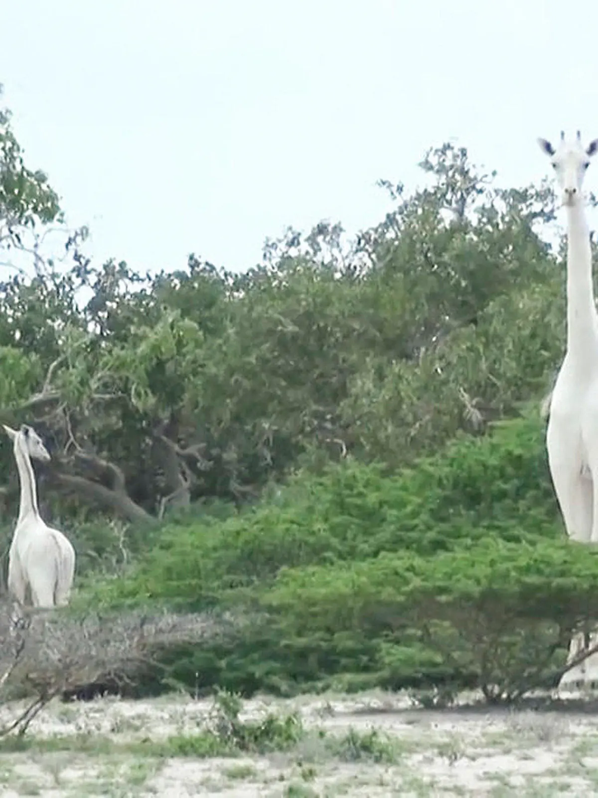HANDOUT - 14.09.2017, Kenia, Ishaqbini Hirola: Eine seltene weiße Giraffe und ihr Kalb stehen im Wildtierreservat (Videostandbild). Die Giraffenmutter und ihr Junges sind mutmaßlich von Wilderern getötet worden. Die Skelette der zwei Tiere seien am 10.03.2020 in Wildtierreservat Ishaqbini Hirola im Osten des Landes im Bezirk Garissa gefunden worden, sagte der Leiter des Reservats. (Bestmögliche Qualität) Foto: Hirola Conservation/Caters News Agency/dpa - ACHTUNG: Nur zur redaktionellen Verwendung im Zusammenhang mit der aktuellen Berichterstattung und nur mit vollständiger Nennung des vorstehenden Credits +++ dpa-Bildfunk +++