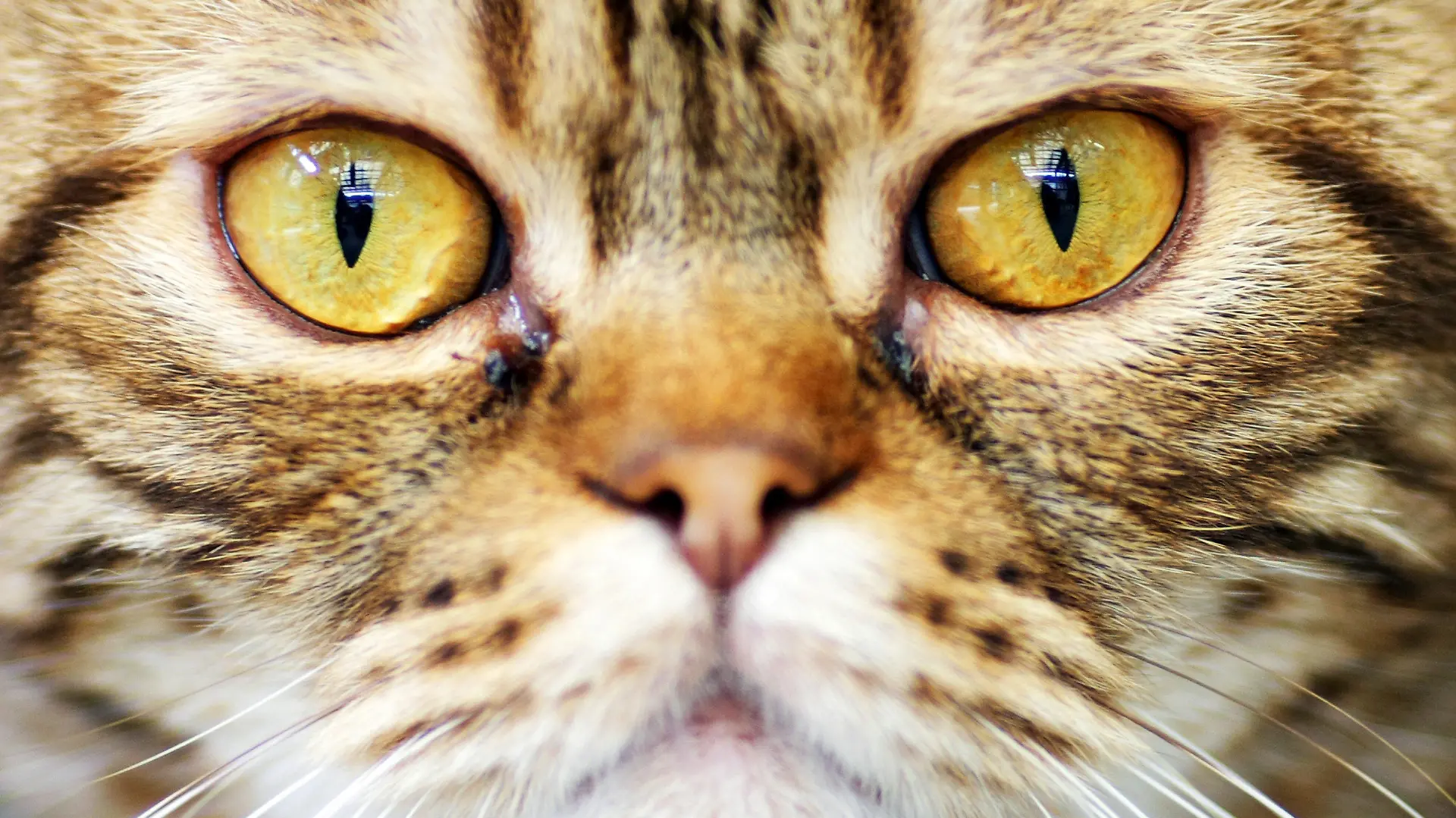 ARCHIV - ILLUSTRATION - Blick in das Gesicht einer Katze, aufgenommen am 24.07.2008 in einem Tierheim in Frankfurt am Main. Katzen sind Serienmörder, sagt der Neuseeländer Gareth Morgan. Er bekämpft die Tiere mit einer Kampagne und bringt Millionen Katzenfreunde gegen sich auf. Sein Aufruf sorgt für Furore - aber Experten geben ihm Recht. Foto: Uwe Anspach/dpa (zu dpa Korr "Ist eine Mieze ein Serienkiller? Neuseeländer empört Katzenfreunde" am 07.02.2013) +++(c) dpa - Bildfunk+++