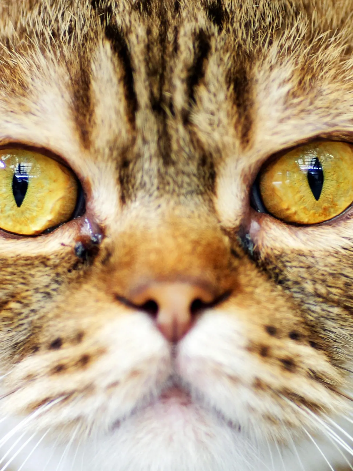 ARCHIV - ILLUSTRATION - Blick in das Gesicht einer Katze, aufgenommen am 24.07.2008 in einem Tierheim in Frankfurt am Main. Katzen sind Serienmörder, sagt der Neuseeländer Gareth Morgan. Er bekämpft die Tiere mit einer Kampagne und bringt Millionen Katzenfreunde gegen sich auf. Sein Aufruf sorgt für Furore - aber Experten geben ihm Recht. Foto: Uwe Anspach/dpa (zu dpa Korr "Ist eine Mieze ein Serienkiller? Neuseeländer empört Katzenfreunde" am 07.02.2013)  +++(c) dpa - Bildfunk+++